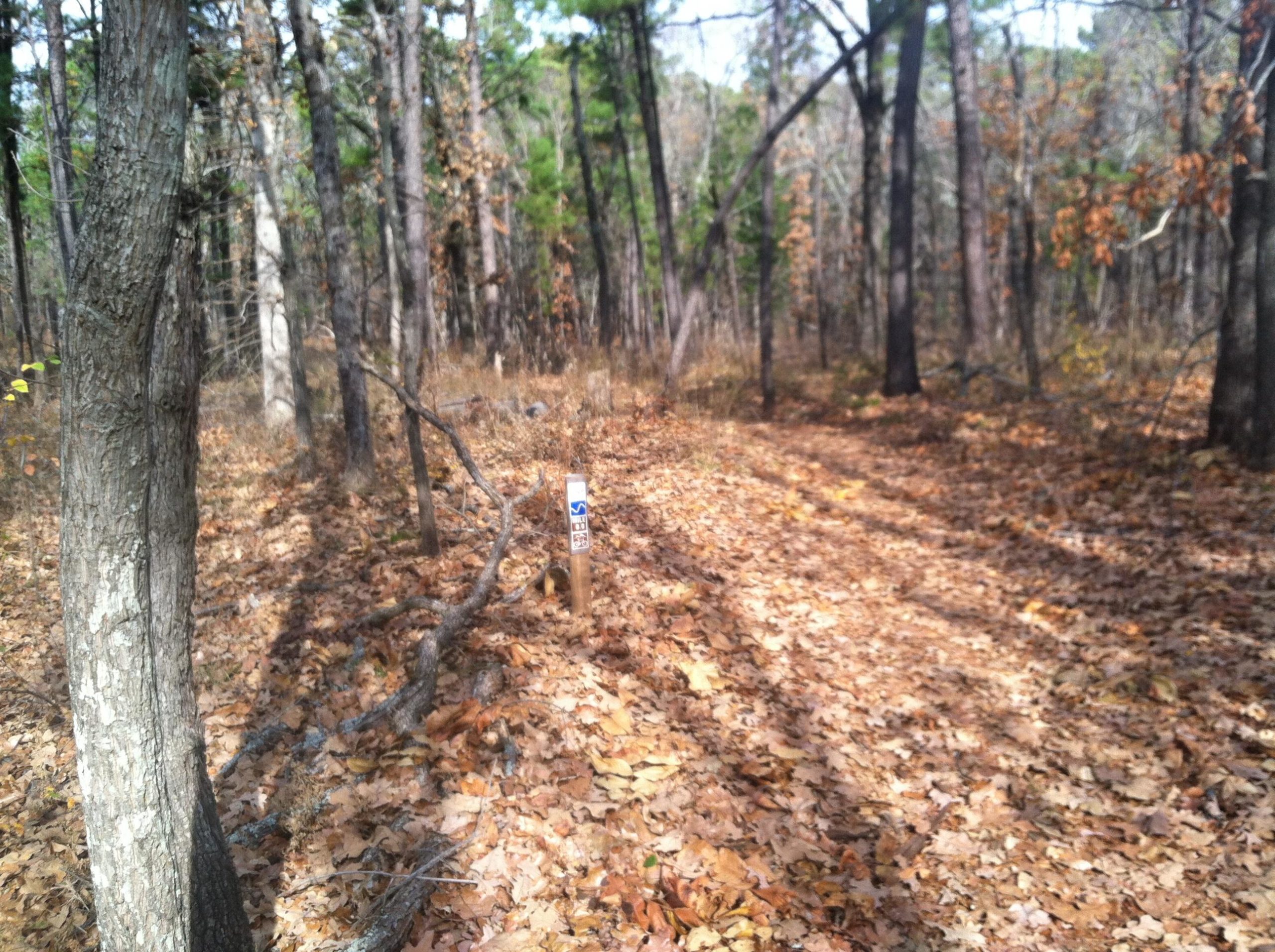 A wooded trail covered with fallen leaves, featuring a trail marker on the right side. The scene captures a serene forest environment with tall trees and dappled sunlight filtering through the foliage. Tyler State Park mountain bike trail.