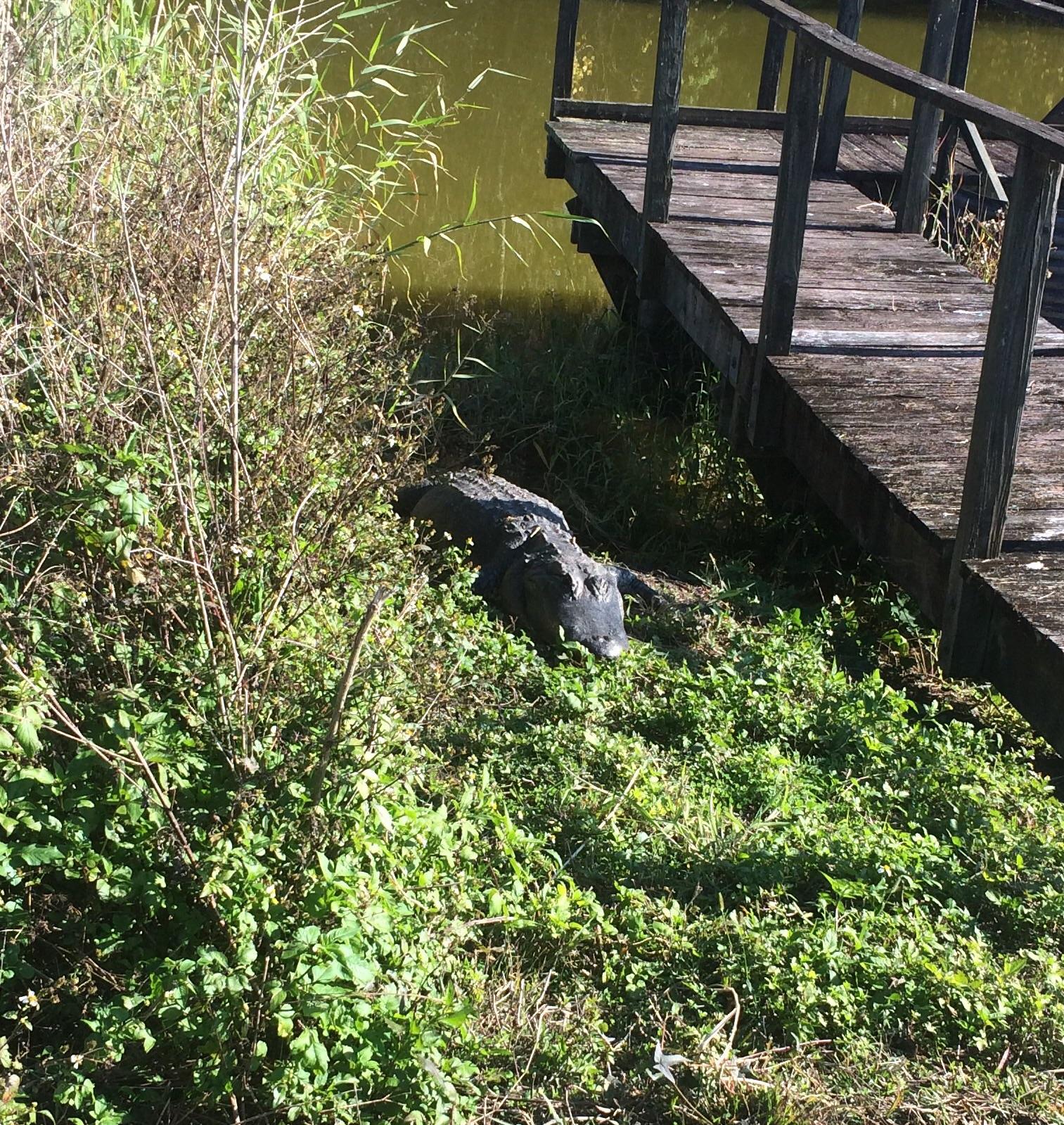 An alligator resting among tall green grass near a wooden dock by a murky waterbody. Lake Apopka Restoration Area mountain bike trail.