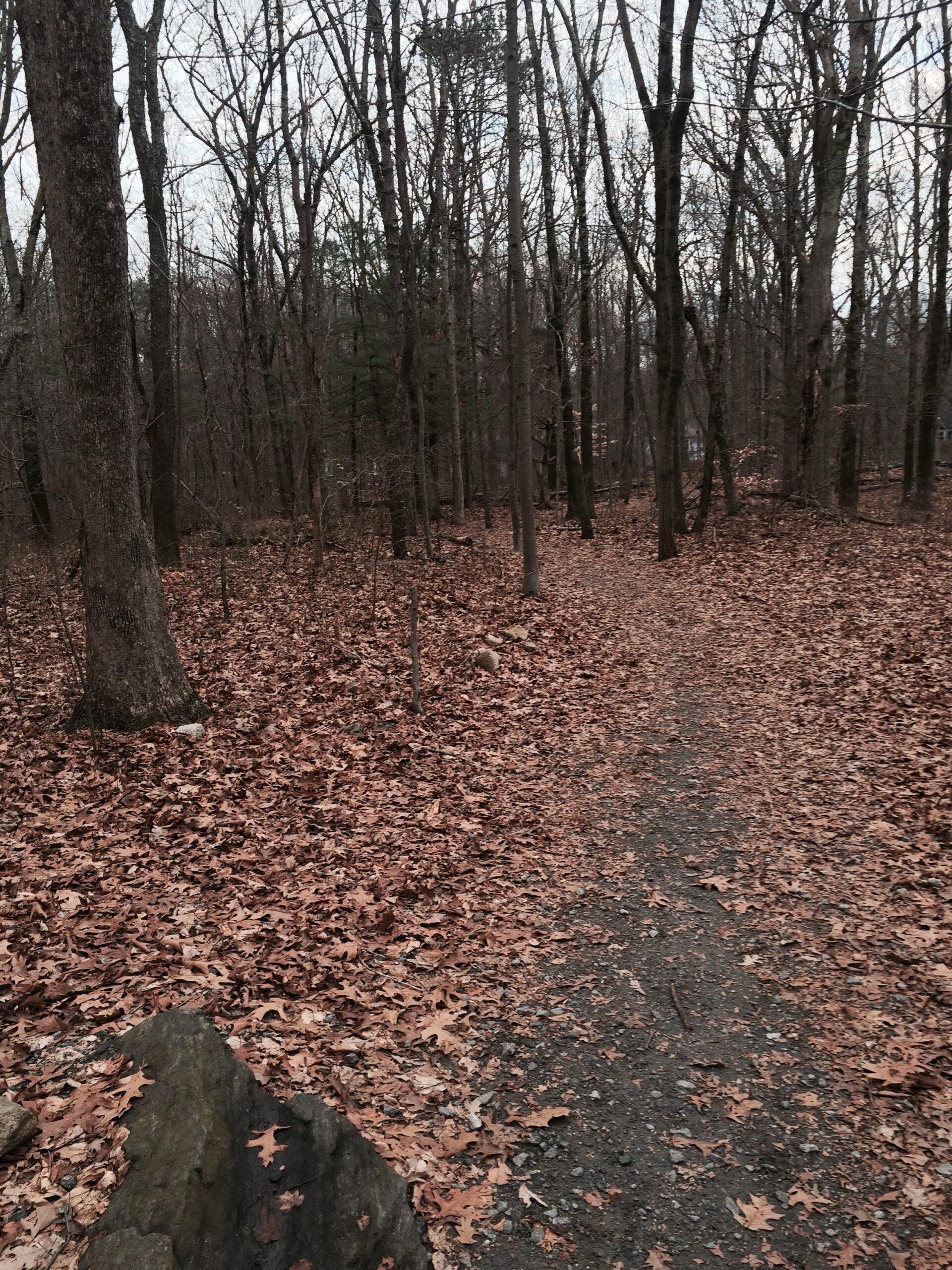 A serene forest scene featuring a narrow dirt path winding through a landscape covered in brown and orange fallen leaves. Surrounding trees are bare, indicating autumn or early winter, with a misty, overcast sky in the background. A large rock is visible in the foreground. Cranberry Park mountain bike trail.