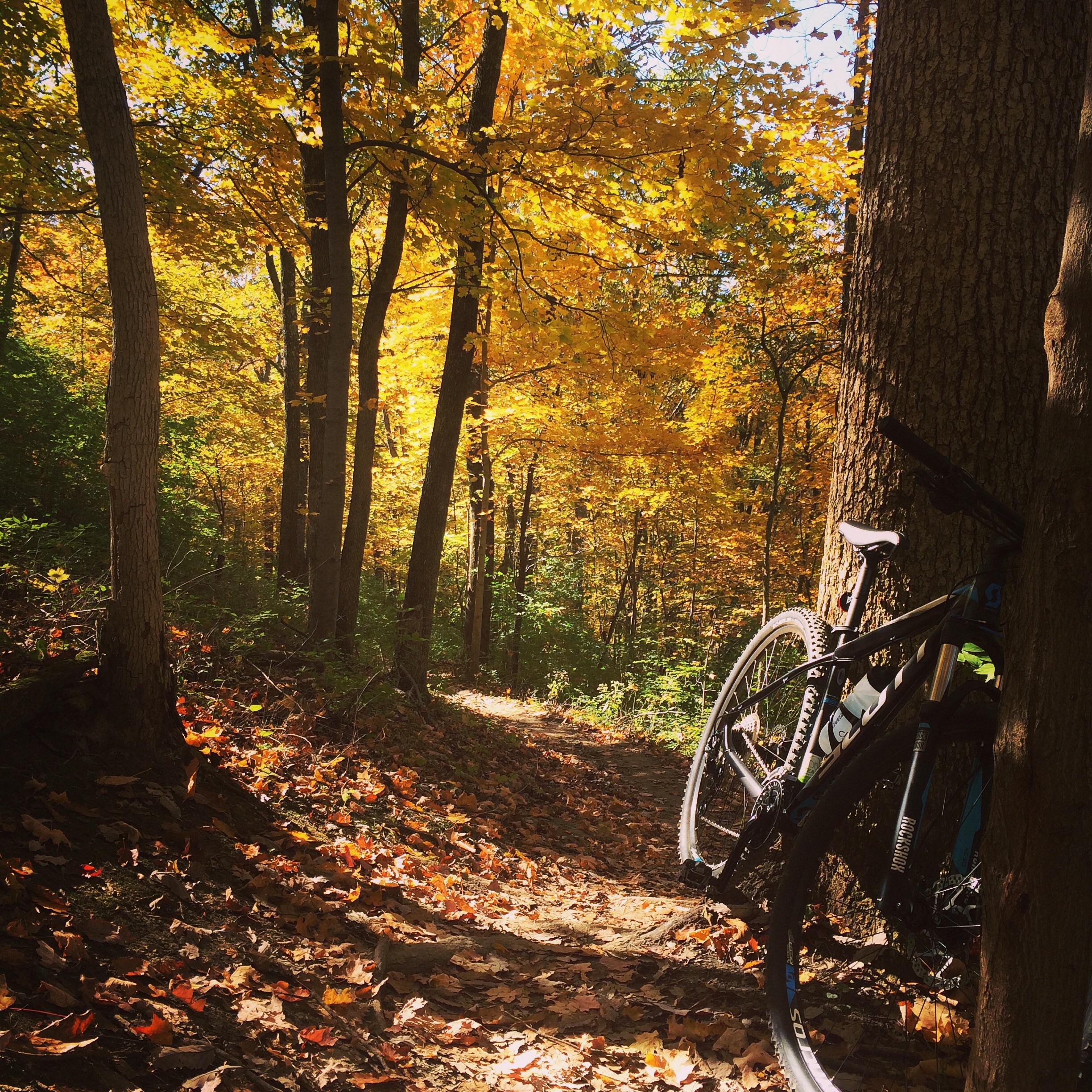 Scott Scale 960: A mountain bike resting against a tree on a dirt trail surrounded by vibrant autumn foliage, with golden and orange leaves illuminating the path in a serene forest setting.