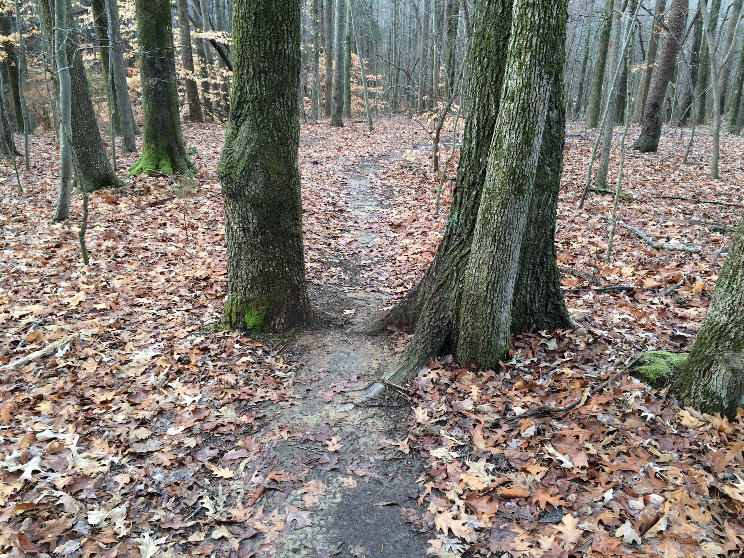 A narrow dirt path winding between two large trees in a forest, surrounded by a blanket of fallen brown leaves. The trees are tall and moss-covered, with other trees visible in the background. Kernersville MTB park mountain bike trail.