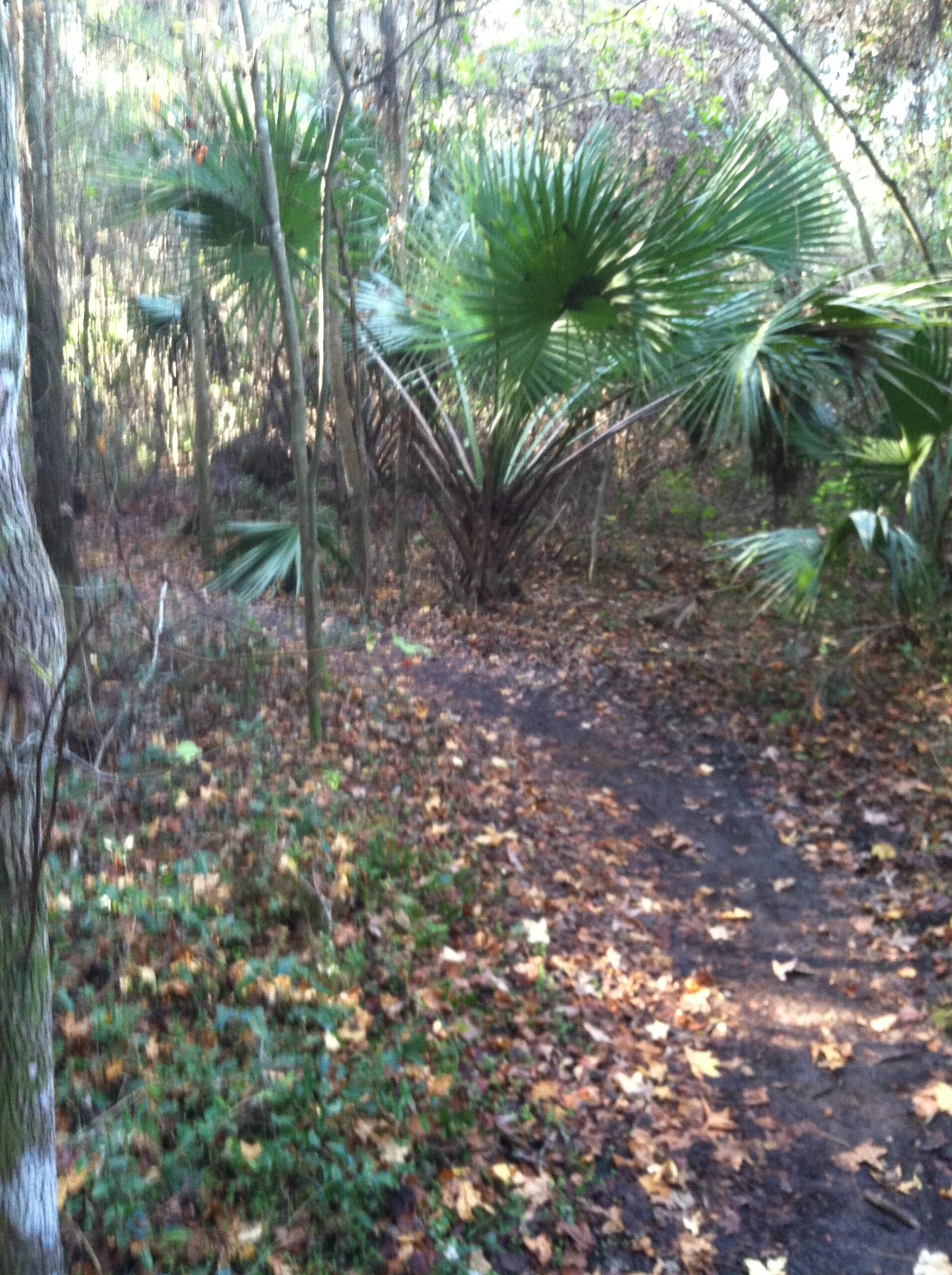A narrow dirt path winding through a dense forest with palm trees and fallen leaves scattered on the ground, illuminated by soft sunlight filtering through the trees. Marshmallow mountain bike trail.