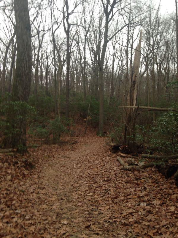 A winding path through a dense forest during late autumn, surrounded by bare trees and scattered brown leaves covering the ground. The atmosphere is calm and slightly overcast. Hartshorne Woods Park mountain bike trail.