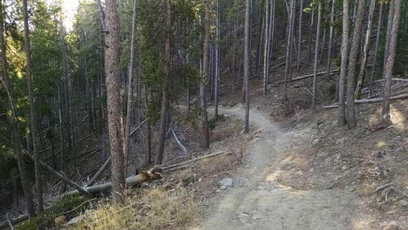 A winding dirt path through a dense forest, flanked by tall pine trees and scattered fallen branches. The scene is bathed in soft daylight, highlighting the natural earthy tones of the trail and surrounding vegetation. 3 Sisters / Alderfer mountain bike trail.