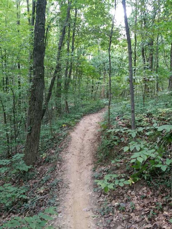 A winding dirt path through a lush green forest, surrounded by tall trees and dense foliage. The trail curves to the right, inviting exploration into the tranquil woodland setting. Findley State Park mountain bike trail.