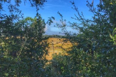 A view through dense greenery leading to a golden field under a bright blue sky, with a few wispy clouds. Ft. Clinch State Park mountain bike trail.