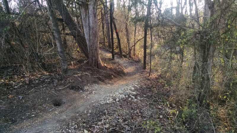 A winding dirt path through a forested area, surrounded by tall trees and sparse underbrush, with scattered leaves on the ground and soft sunlight filtering through the branches. Sherando Park Mountain Bike Trails mountain bike trail.