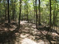 A serene forest trail winding through tall trees, with dappled sunlight filtering through the leaves, casting gentle shadows on the dirt path. Shenandoah River Raymond R. "Andy" Guest, Jr. State Park mountain bike trail.