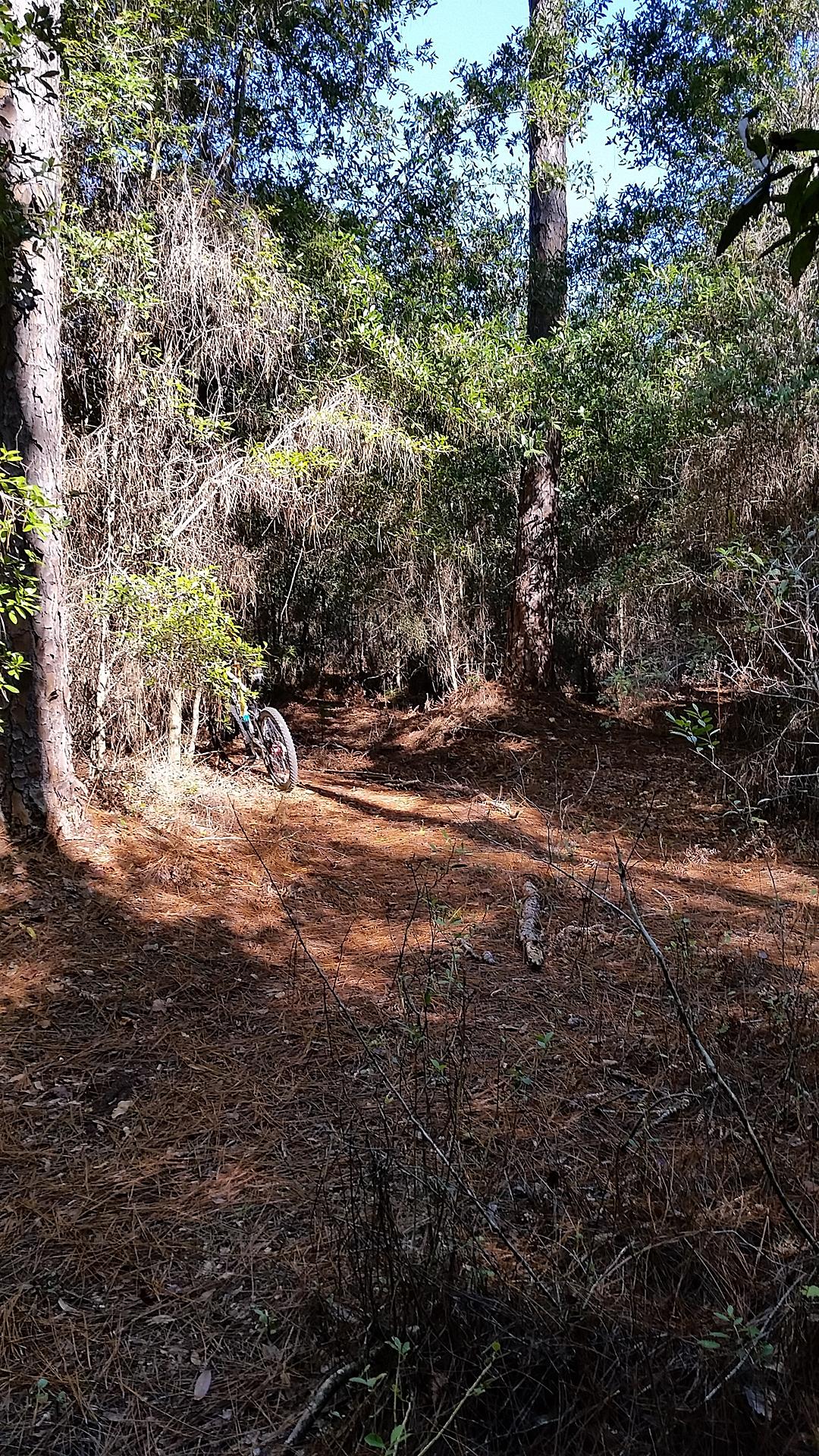 A narrow dirt path winding through a dense forest with tall trees and scattered pine needles on the ground. A mountain bike is leaning against a tree on the left side of the image. The scene is illuminated by sunlight filtering through the foliage. Seminole Wekiva Markham Road Trail mountain bike trail.