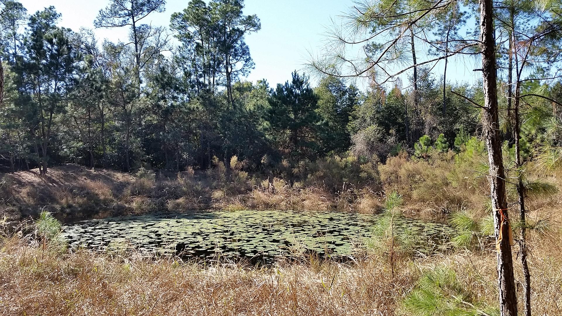 A serene natural landscape featuring a pond surrounded by tall grasses and trees. The pond is covered with lily pads and is bordered by a mix of green foliage and dried vegetation. The scene is set under a clear blue sky, creating a peaceful woodland atmosphere. Seminole Wekiva Markham Road Trail mountain bike trail.