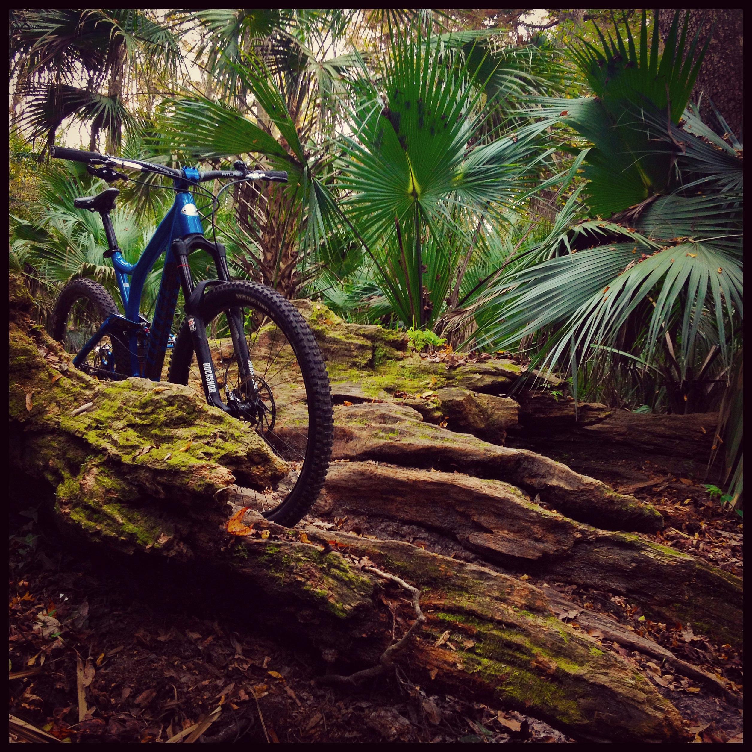 A blue mountain bike is positioned on a moss-covered log amidst lush green palm trees and dense foliage in a forest setting. Soldier Creek Park mountain bike trail.
