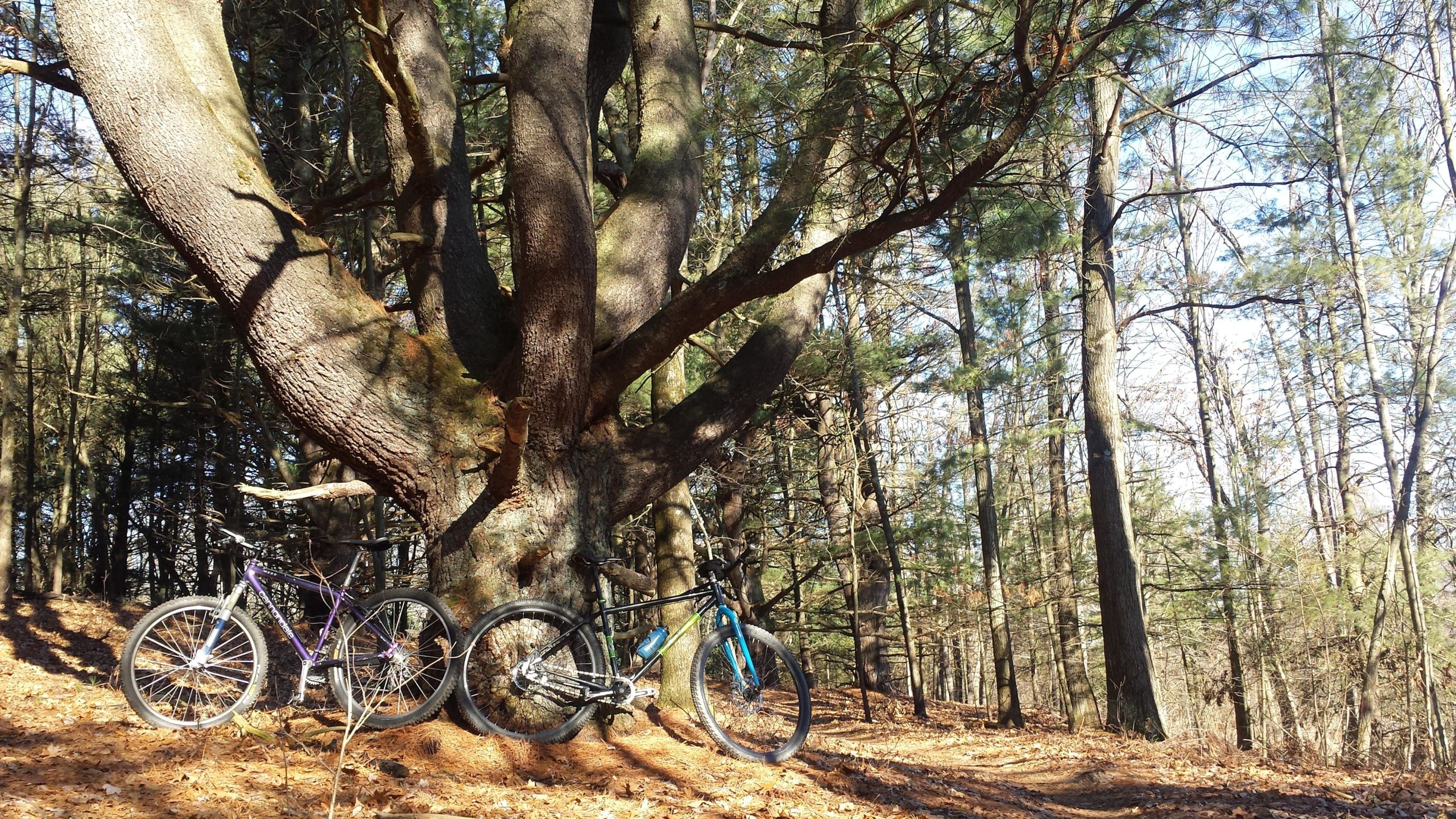 Two bicycles lean against a large tree in a wooded area, surrounded by fallen leaves and tall trees. Sunlight filters through the branches, creating a serene outdoor scene. Yankee Springs mountain bike trail.