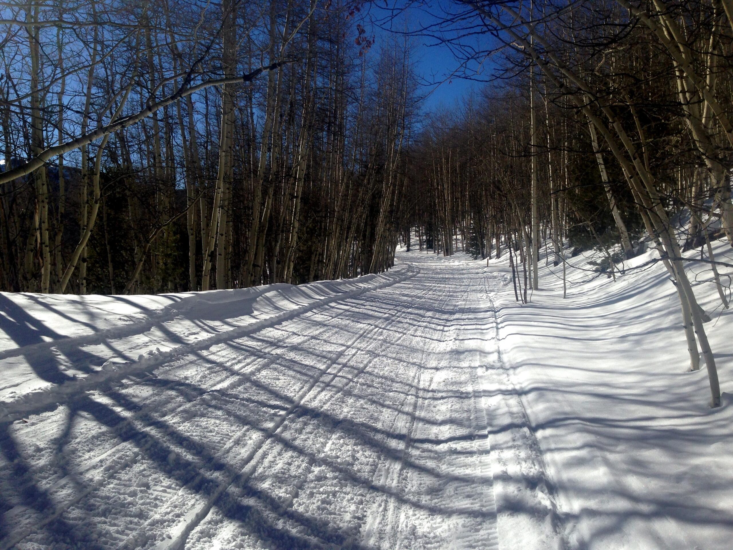 A snow-covered pathway winding through a forest, bordered by tall, bare trees casting long shadows on the fresh snow under a clear blue sky. Marshall Pass Road / #200 / #203 / #243 mountain bike trail.