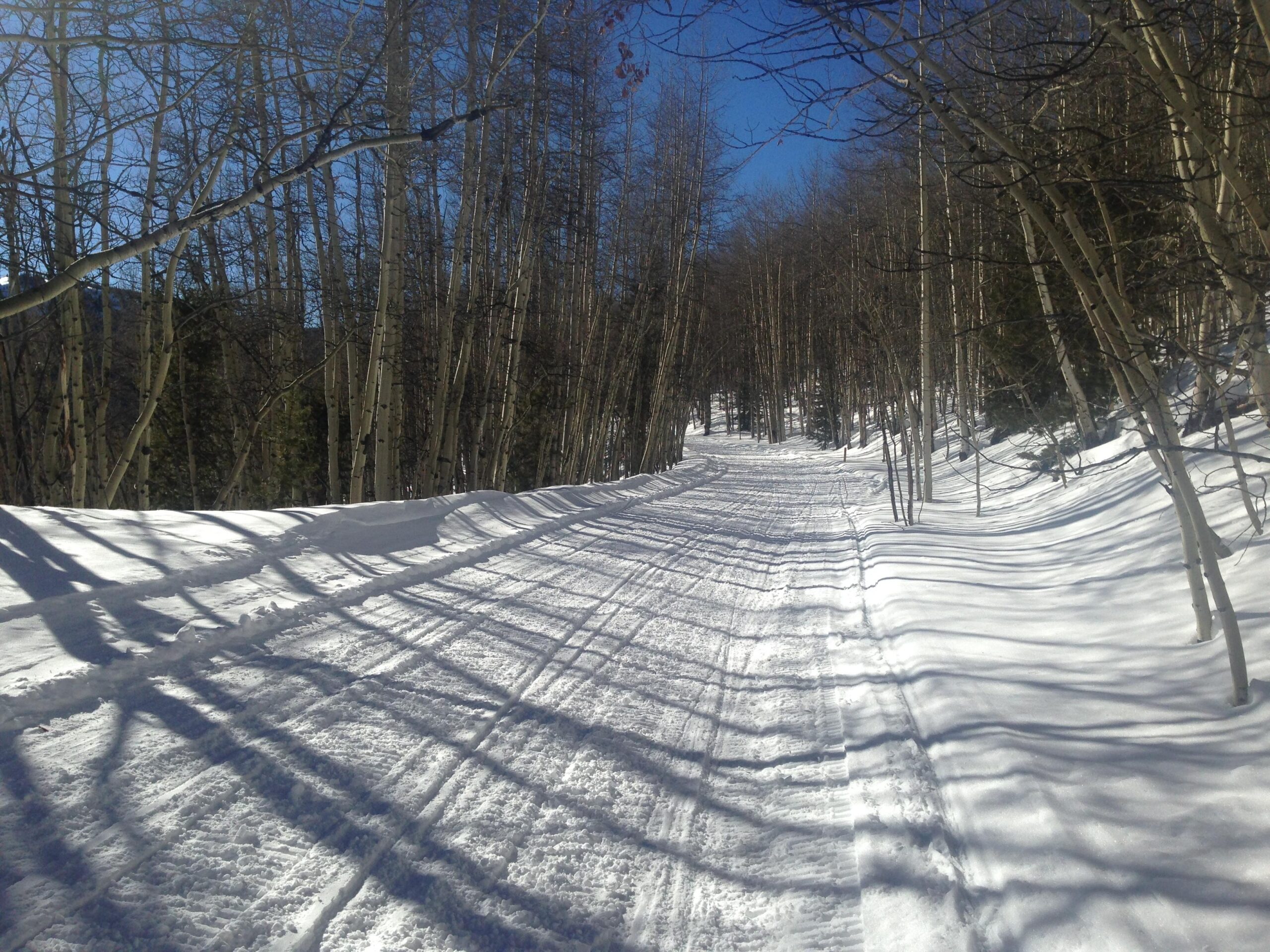 A snow-covered path meandering through a forest of bare trees, with shadows cast on the snowy ground under a clear blue sky. Marshall Pass Road / #200 / #203 / #243 mountain bike trail.