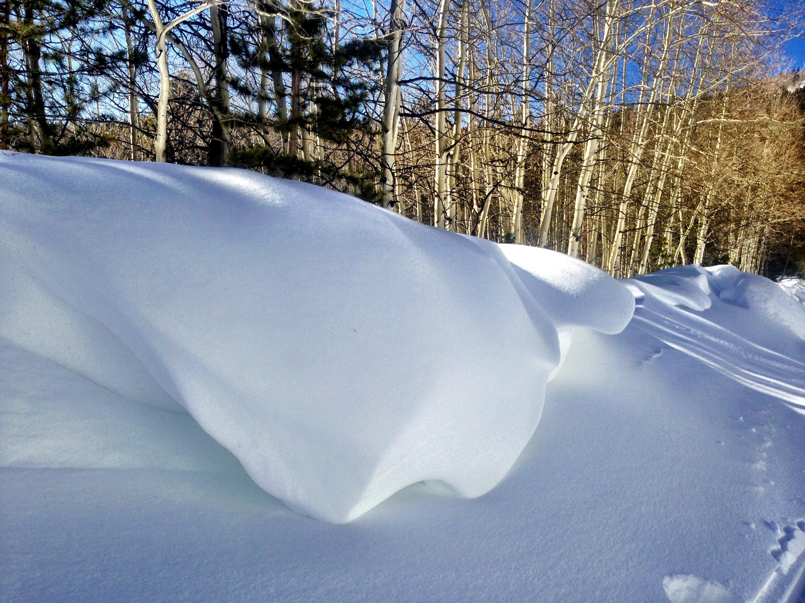 A close-up view of smooth, undulating snow drifts with a backdrop of thin, bare trees and a clear blue sky. The snow appears soft and fluffy, creating gentle curves and lines in the foreground against a serene winter landscape. Marshall Pass Road / #200 / #203 / #243 mountain bike trail.