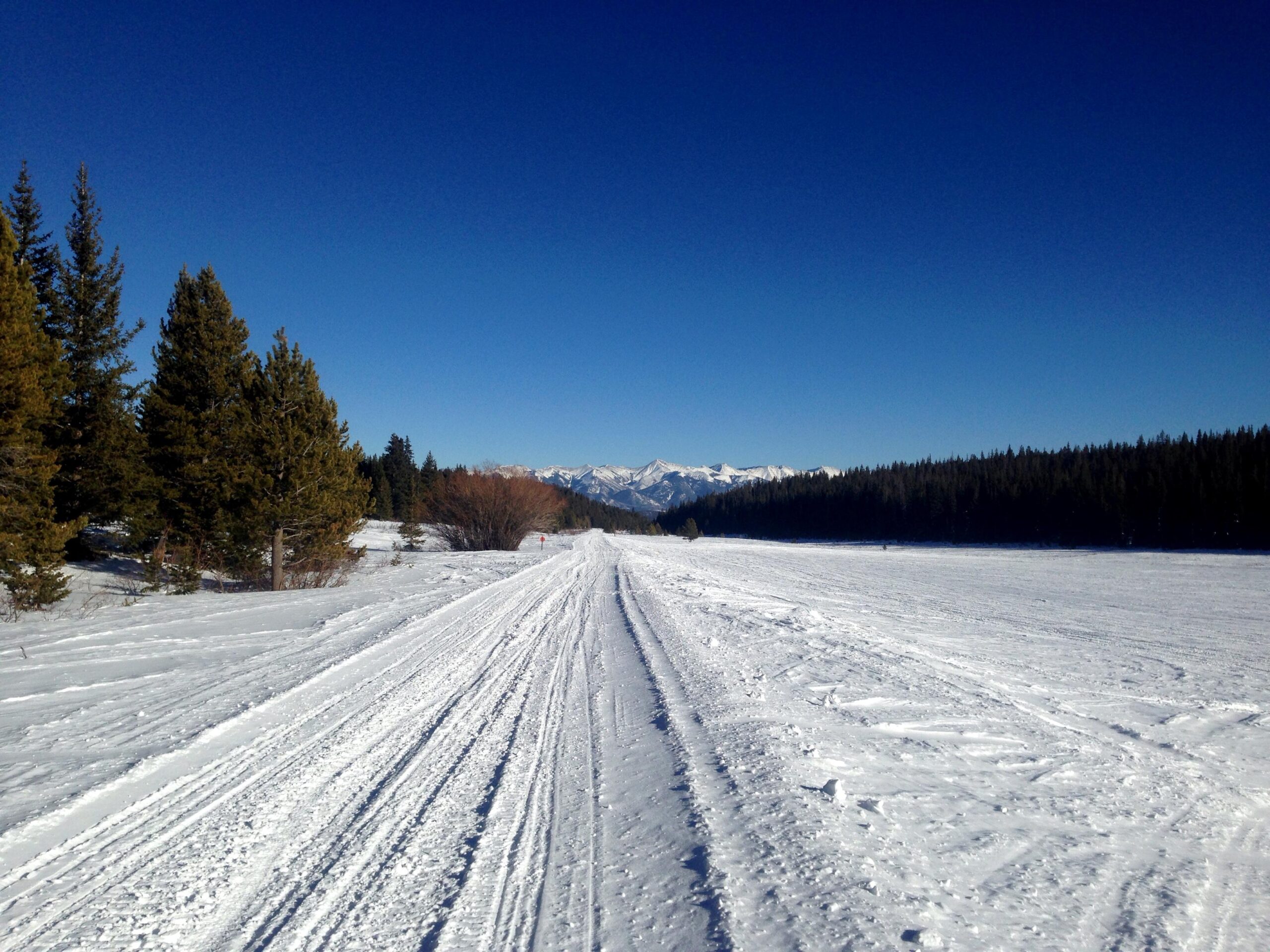 A snowy landscape featuring a wide, snow-covered path leading into the distance. On either side, there are patches of evergreen trees and shrubs under a clear blue sky. The background shows snow-capped mountains, completing the serene winter scene. Marshall Pass Road / #200 / #203 / #243 mountain bike trail.
