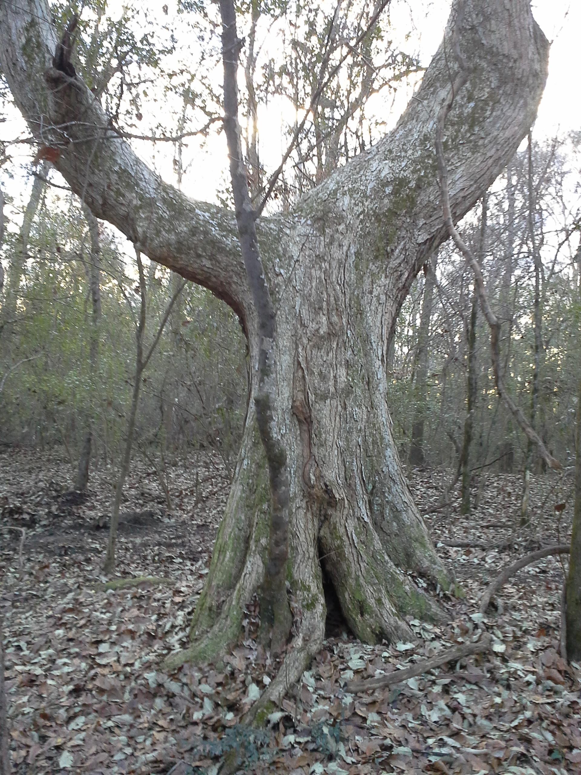 A large, textured tree with a distinctively split trunk in a forested area, surrounded by fallen leaves and smaller trees in the background. Soft sunlight filters through the branches, creating a serene, natural atmosphere. Petal River Park mountain bike trail.