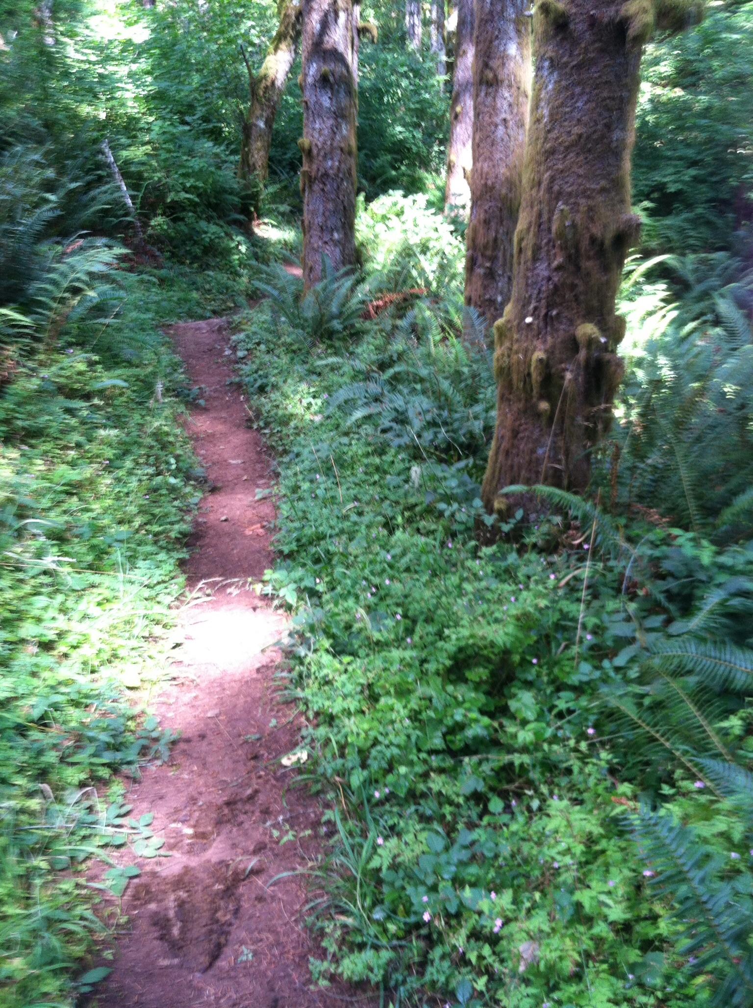 A narrow dirt path winds through a lush, green forest, flanked by tall trees and vibrant ferns. Sunlight filters through the canopy, illuminating the trail and surrounding foliage. The scene evokes a sense of tranquility and connection with nature. Molalla River Recreation Corridor mountain bike trail.
