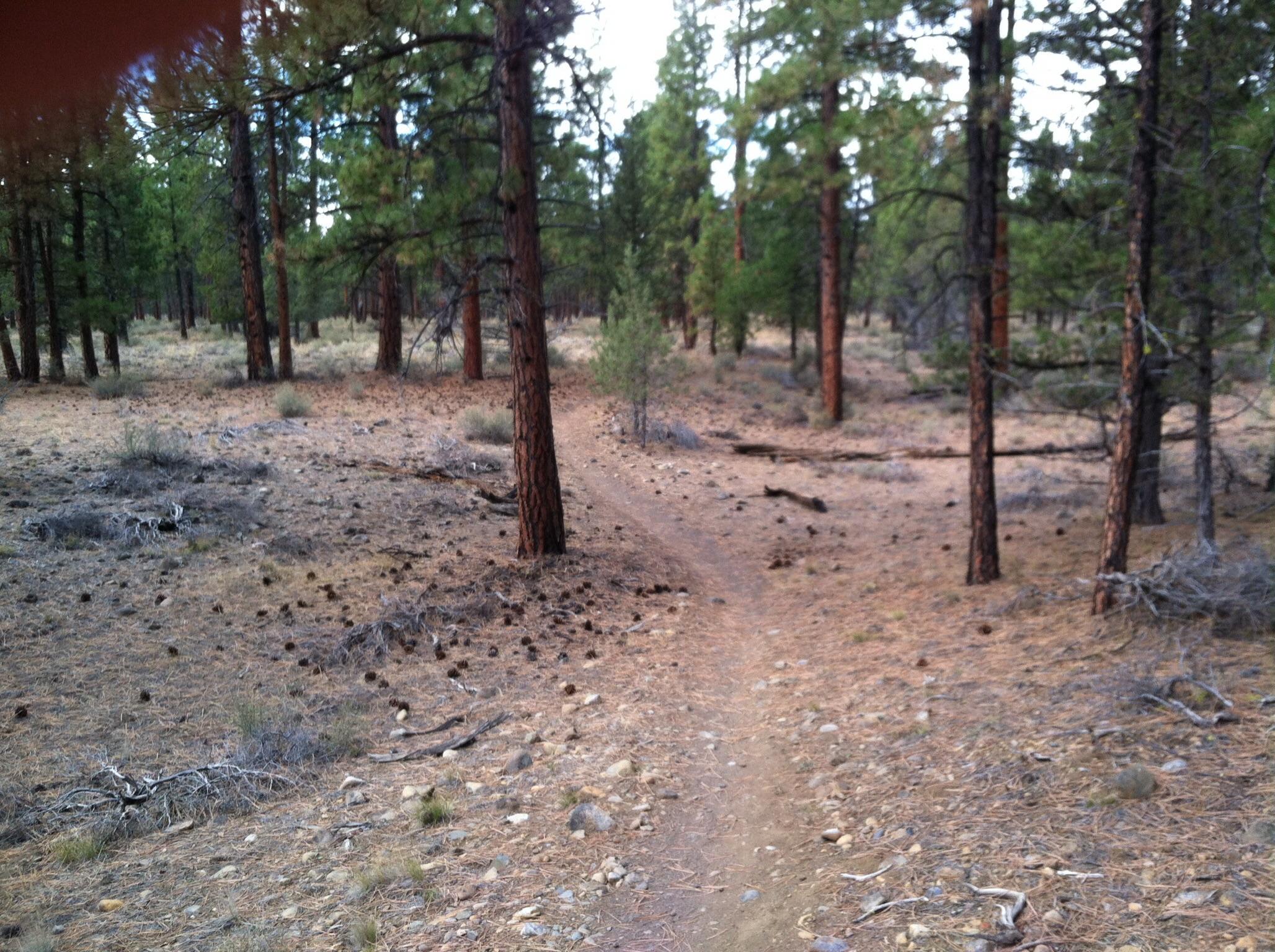 A dirt path winding through a forested area with tall pine trees, scattered pine cones, and patches of brown earth and dry grass. The scene captures the tranquility of nature with a few fallen branches and sparse underbrush. Peterson Ridge Loop mountain bike trail.