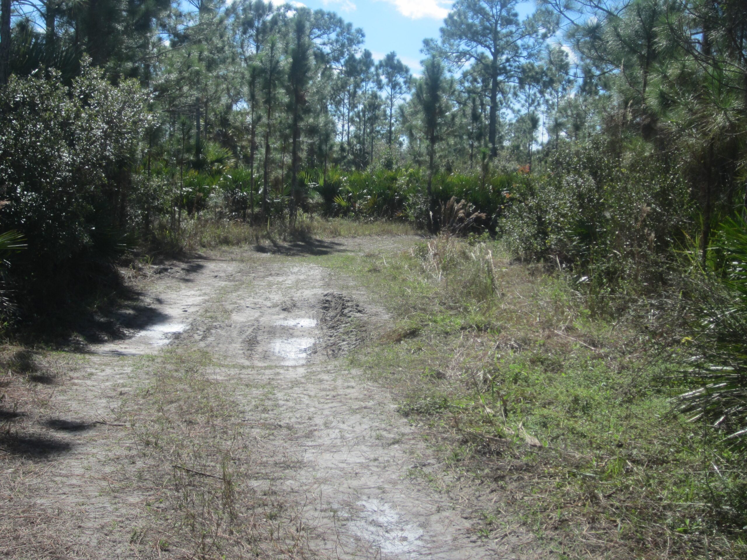 A dirt path winding through a wooded area, surrounded by tall pine trees and dense foliage. The scene is bright with clear blue skies, and traces of mud can be seen on the trail, suggesting recent rain. The landscape is natural and untouched, inviting exploration. Bear Island Trail System mountain bike trail.