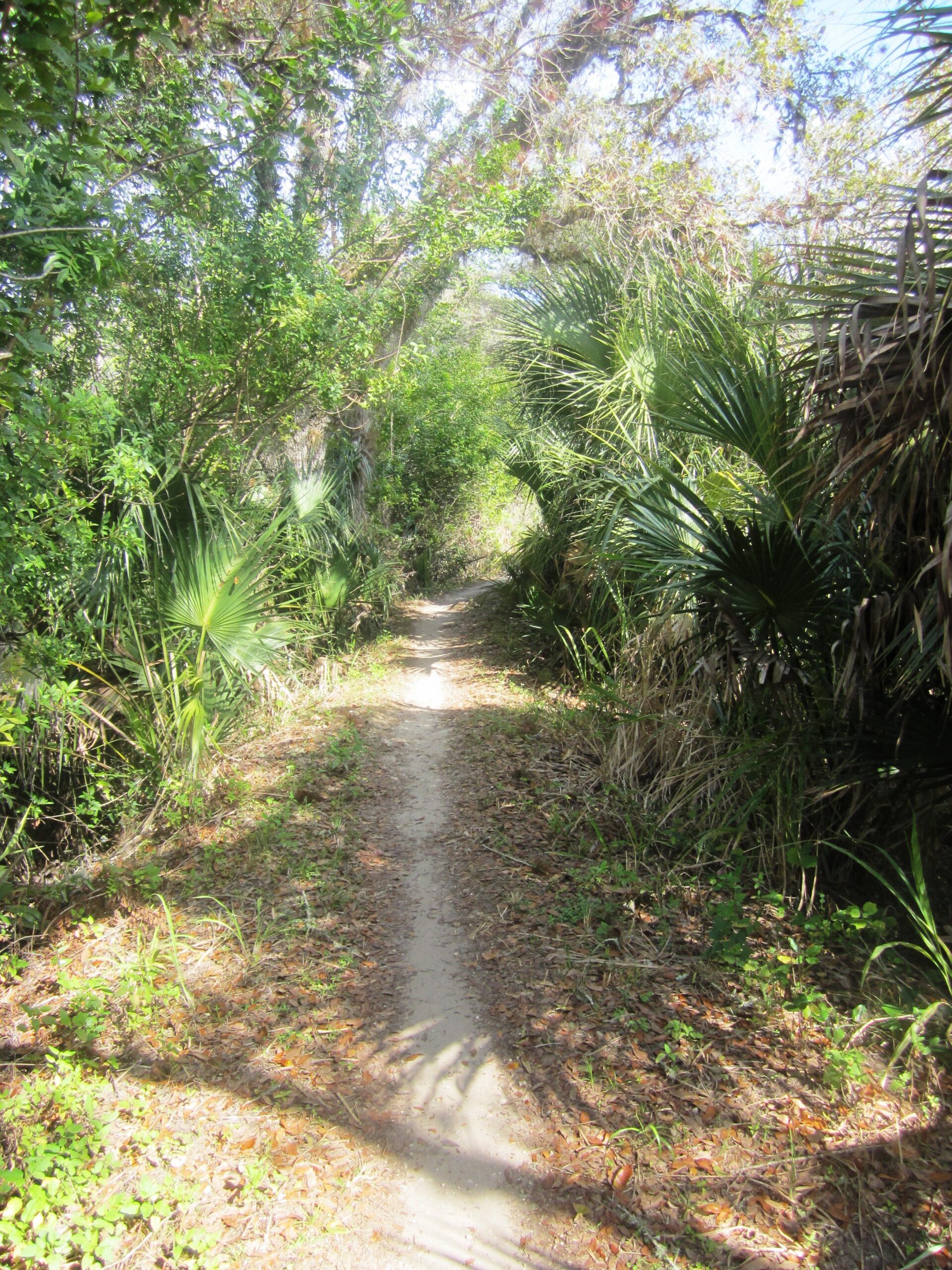 A sunlit dirt path winding through a dense, green forest with lush vegetation and palm fronds on either side. The scene features a peaceful, natural setting with dappled sunlight filtering through the trees, creating a tranquil atmosphere. Caloosahatchee Regional Park mountain bike trail.