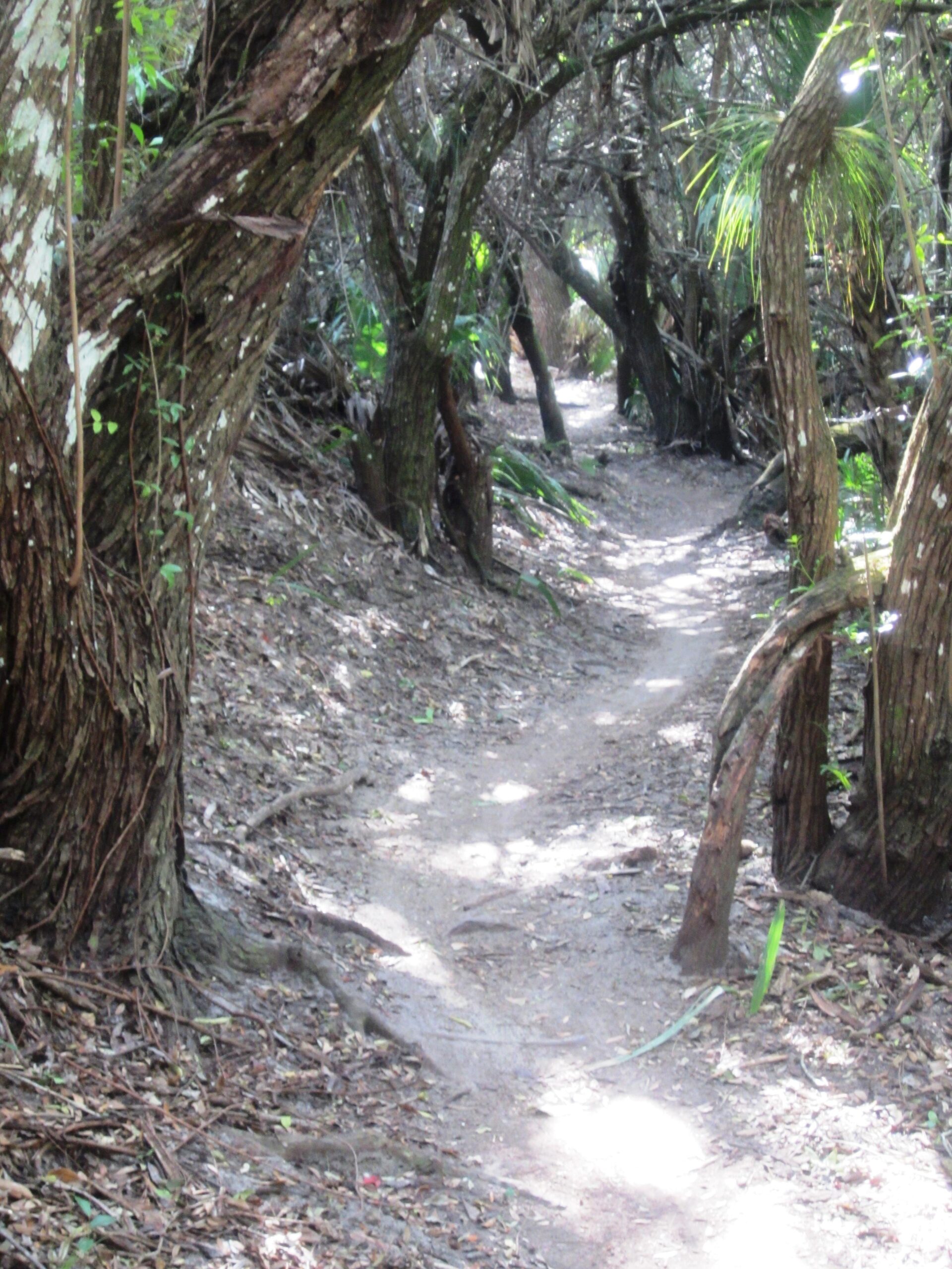 A narrow dirt path winding through a dense forest, surrounded by tall trees and underbrush, with sunlight filtering through the foliage. Caloosahatchee Regional Park mountain bike trail.
