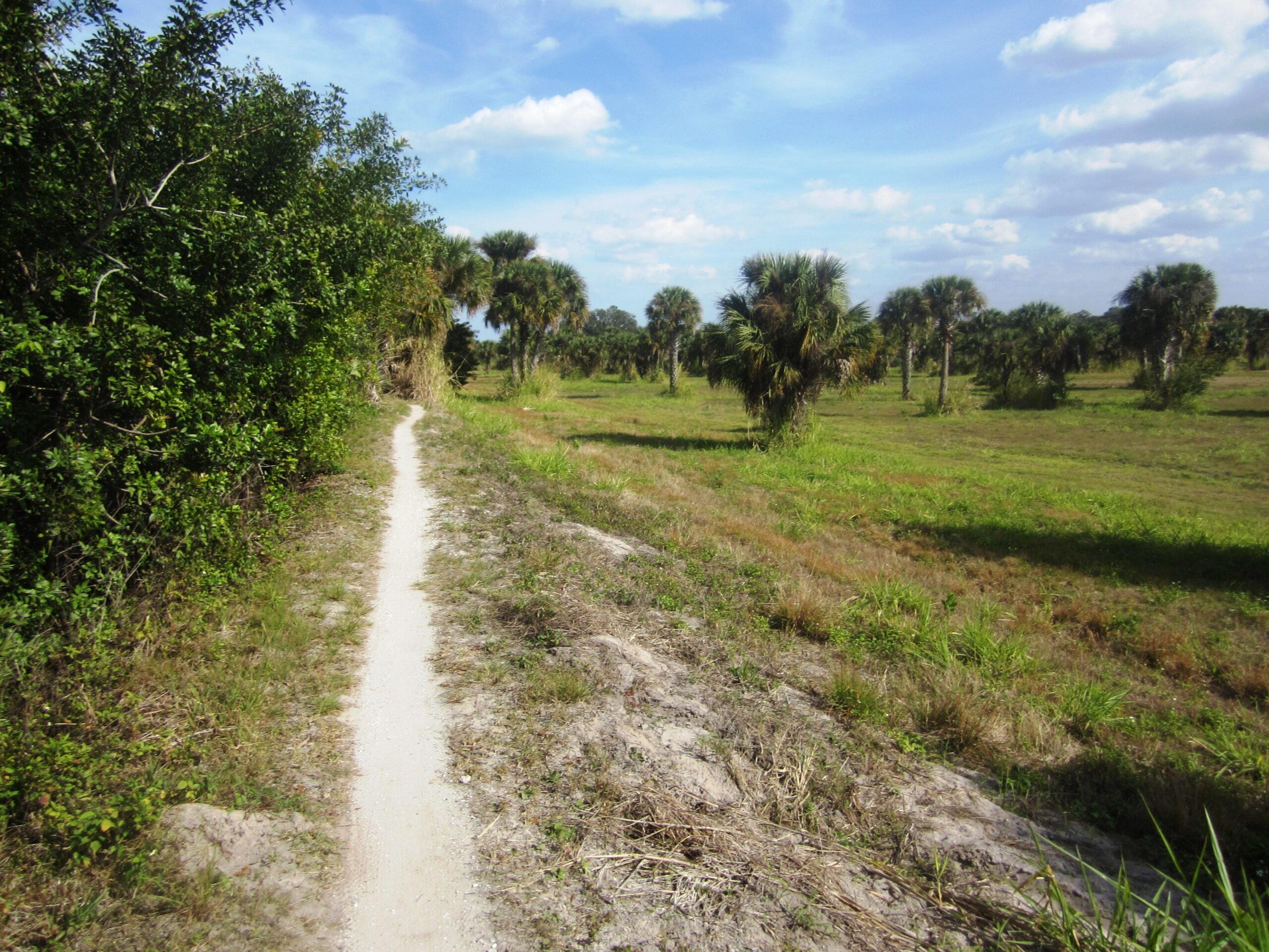 A dirt path winds through a lush landscape featuring green bushes on one side and palm trees scattered across an open field under a bright blue sky with fluffy clouds. Caloosahatchee Regional Park mountain bike trail.
