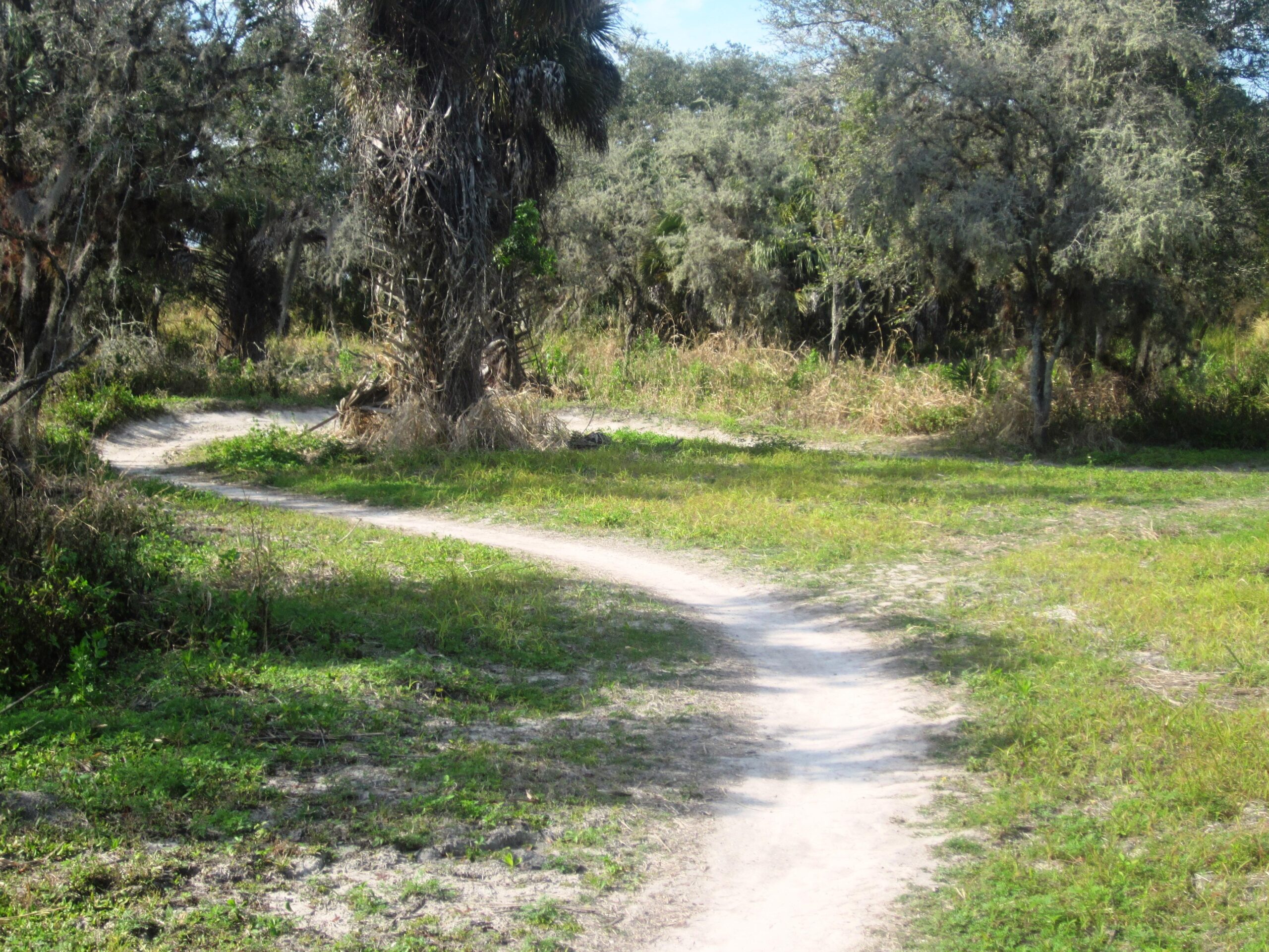 A winding dirt path through a grassy area surrounded by trees and greenery, with patches of sunlight filtering through the foliage. Caloosahatchee Regional Park mountain bike trail.