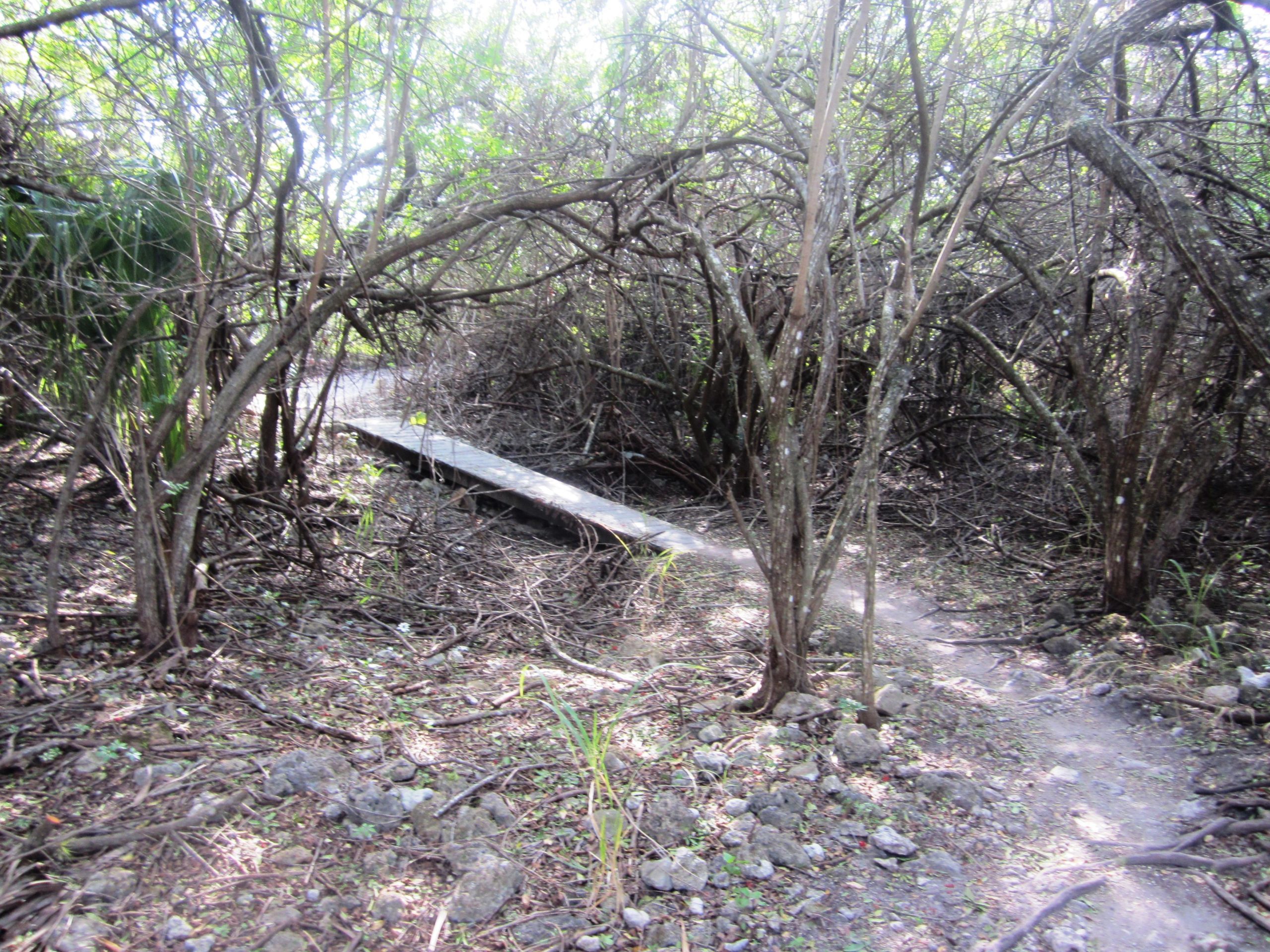 A wooden boardwalk winding through a dense, overgrown forest with twisted branches and sparse sunlight filtering through the foliage. Caloosahatchee Regional Park mountain bike trail.