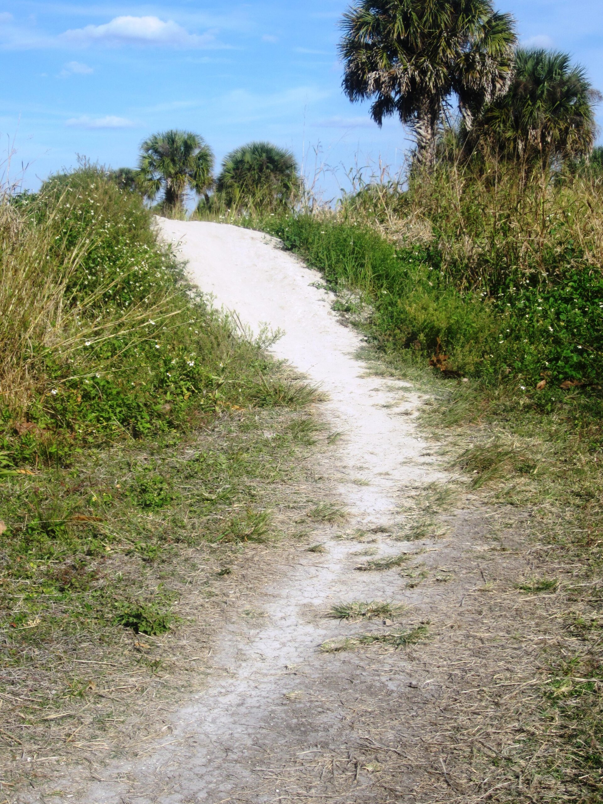 A winding sandy path through overgrown greenery, leading towards a small rise, with palm trees in the background under a blue sky with scattered clouds. Caloosahatchee Regional Park mountain bike trail.