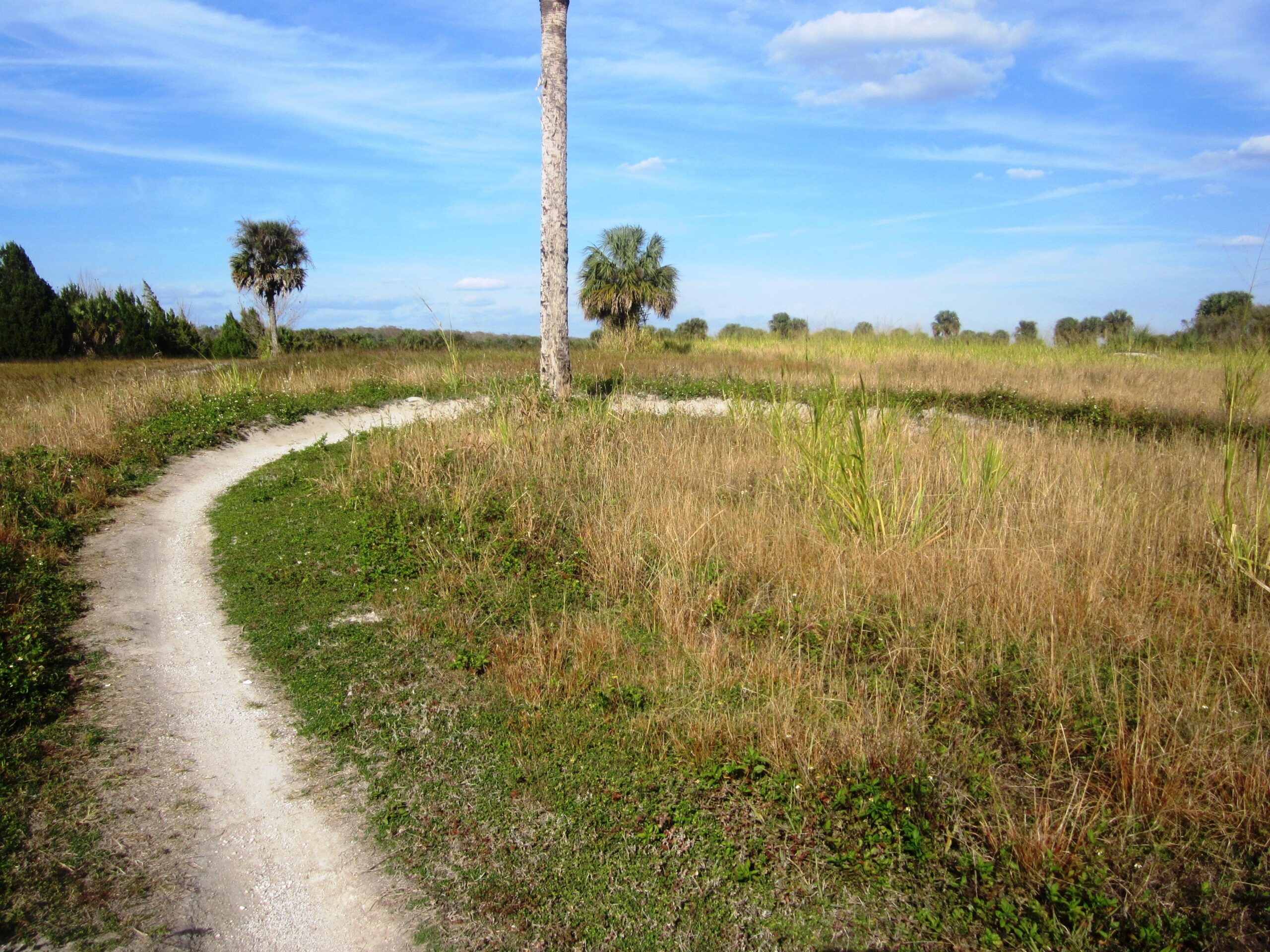 A winding dirt path through a grassy field with scattered palm trees under a blue sky with wispy clouds. The scene conveys a peaceful, natural landscape. Caloosahatchee Regional Park mountain bike trail.