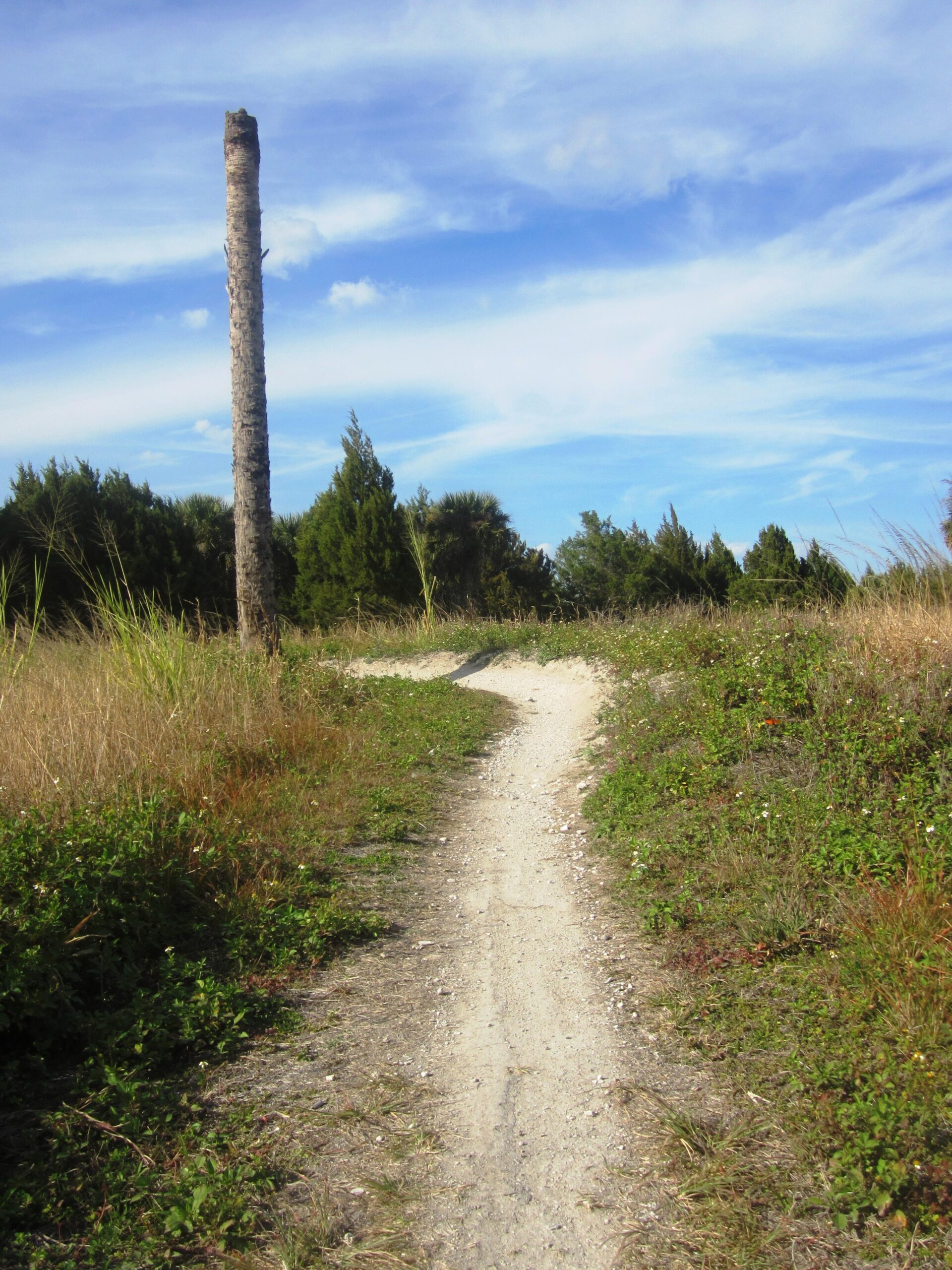 A winding dirt path leads through tall grasses and greenery, with a lone, tall tree stump visible on the left side. The sky above is bright blue with wispy clouds, creating a serene outdoor scene. Caloosahatchee Regional Park mountain bike trail.