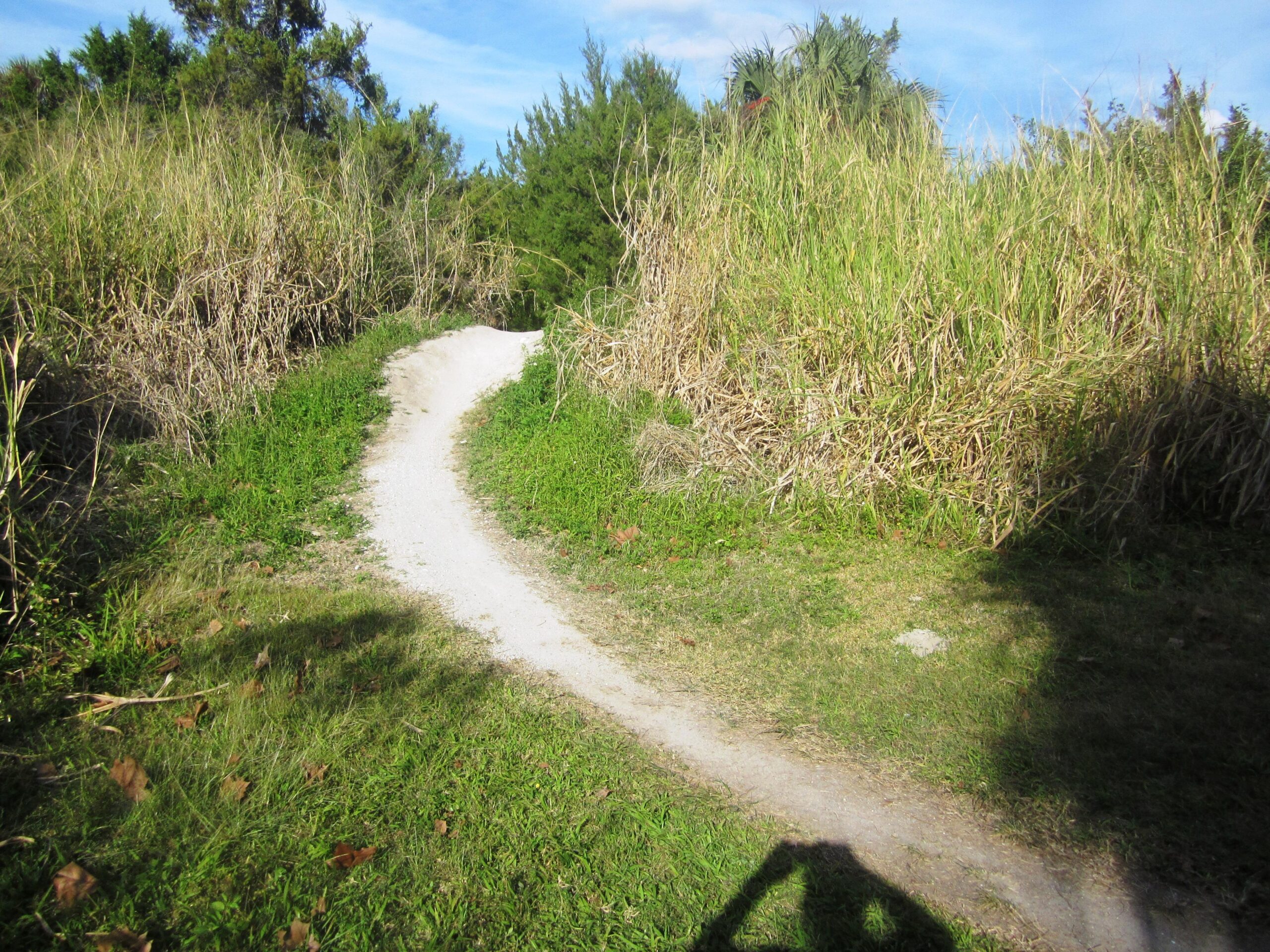 A winding dirt path surrounded by tall grass and shrubs, leading through a natural area under a clear blue sky. Caloosahatchee Regional Park mountain bike trail.