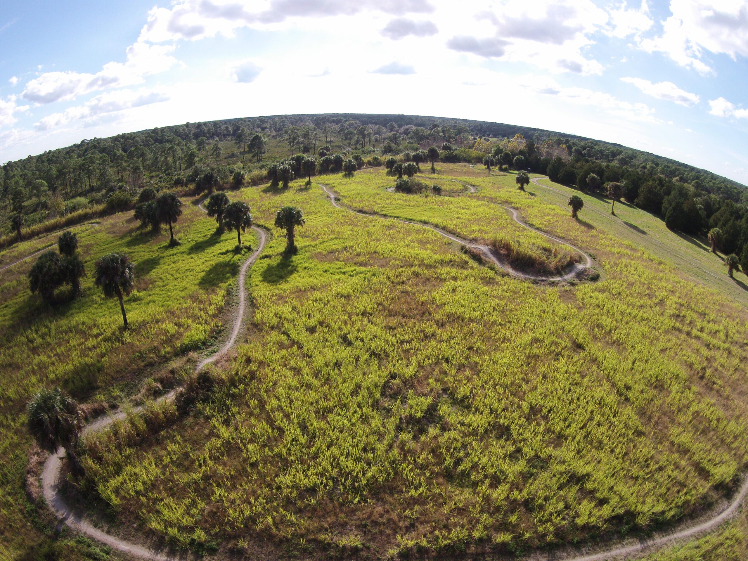 Aerial view of a grassy field with winding paths, dotted with palm trees, under a partly cloudy sky and surrounded by forested areas in the background. Caloosahatchee Regional Park mountain bike trail.