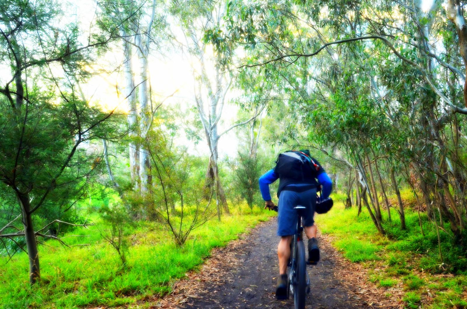 A mountain biker riding along a dirt trail surrounded by lush greenery and tall trees, with soft sunlight filtering through the foliage. The biker is wearing a blue long-sleeve shirt and shorts, with a black backpack. Yarra Trails mountain bike trail.