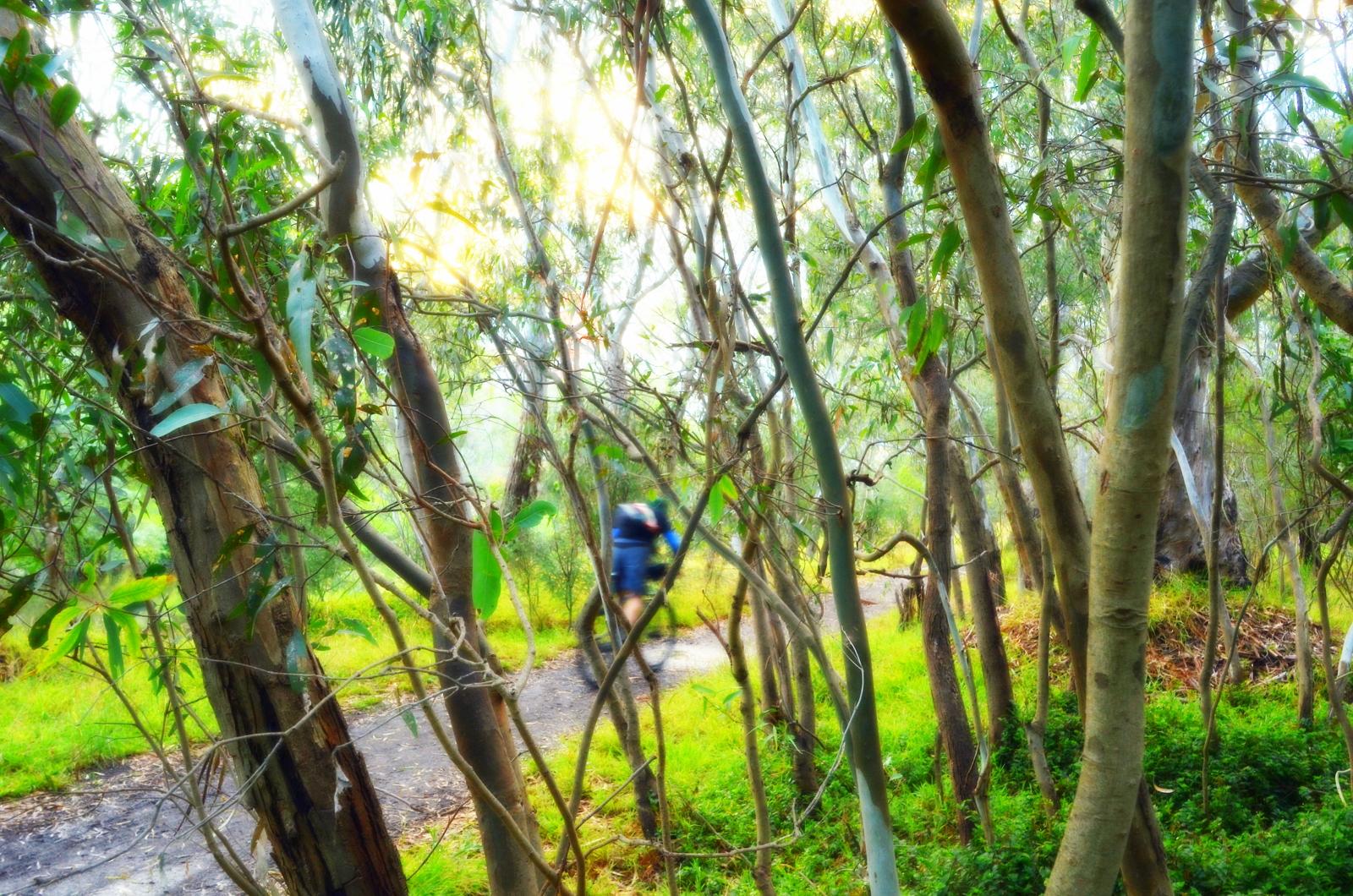 A blurred figure walking along a winding path surrounded by tall eucalyptus trees and lush greenery, with soft, diffused light filtering through the foliage. Yarra Trails mountain bike trail.