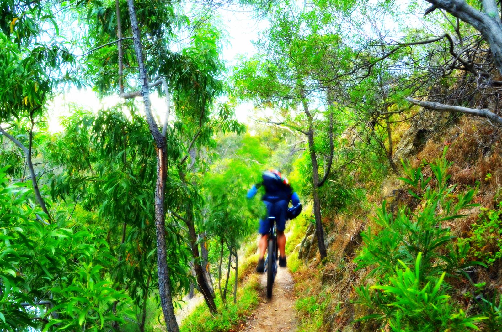 A cyclist riding along a narrow dirt trail surrounded by lush green foliage and trees, captured in motion with a blurred effect to convey speed and excitement. Yarra Trails mountain bike trail.
