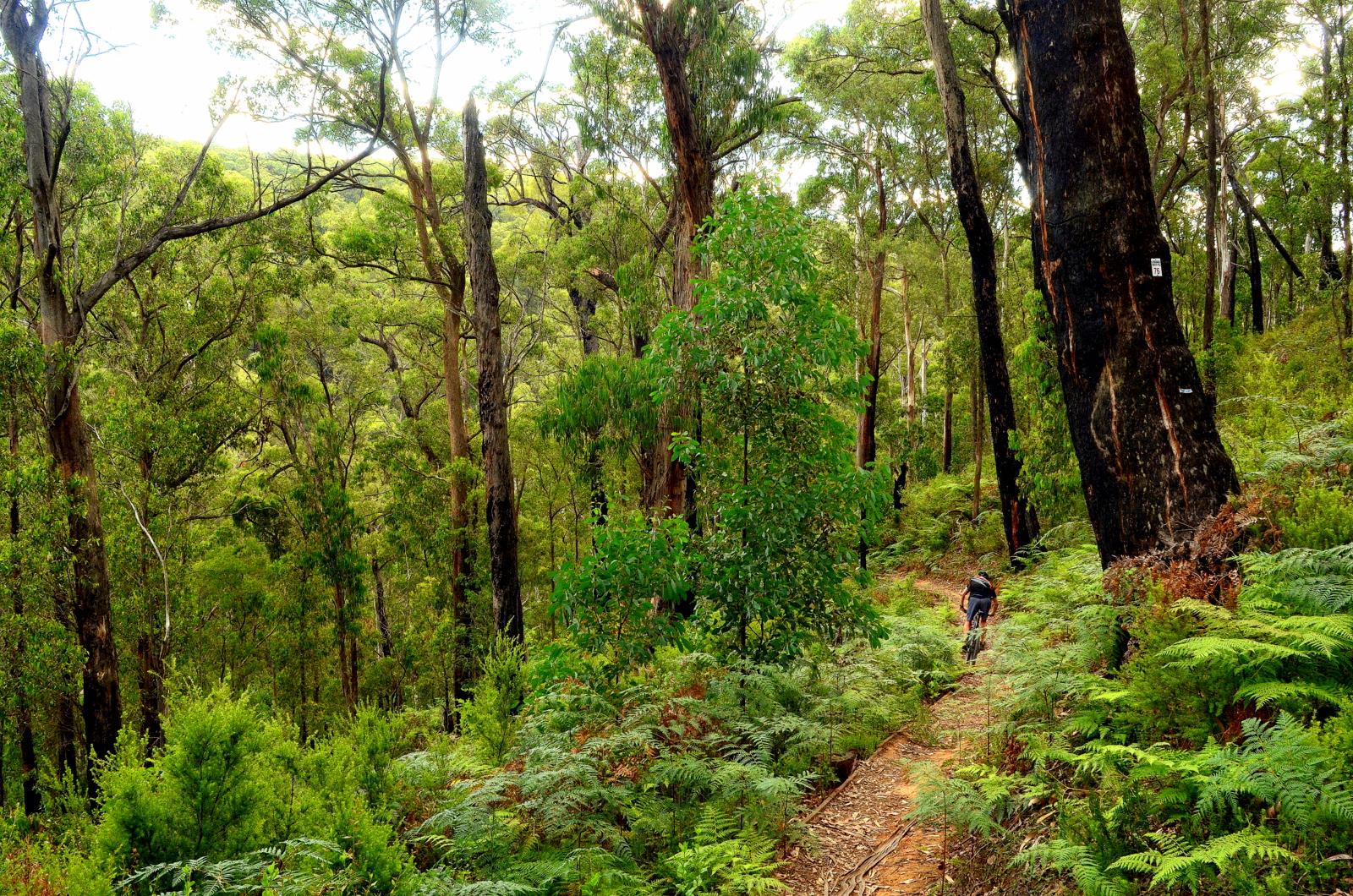 A cyclist riding along a narrow dirt trail surrounded by dense green trees and ferns in a lush forest. The sunlight filters through the foliage, creating a serene and peaceful atmosphere. Shepherds Trail, Bowden Spur mountain bike trail.