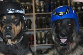 Two dogs wearing helmets, one black with a blue helmet and the other brown with a black helmet, are posed in front of a background filled with various sporting equipment. The dogs have friendly expressions, and the scene captures a playful and humorous moment.