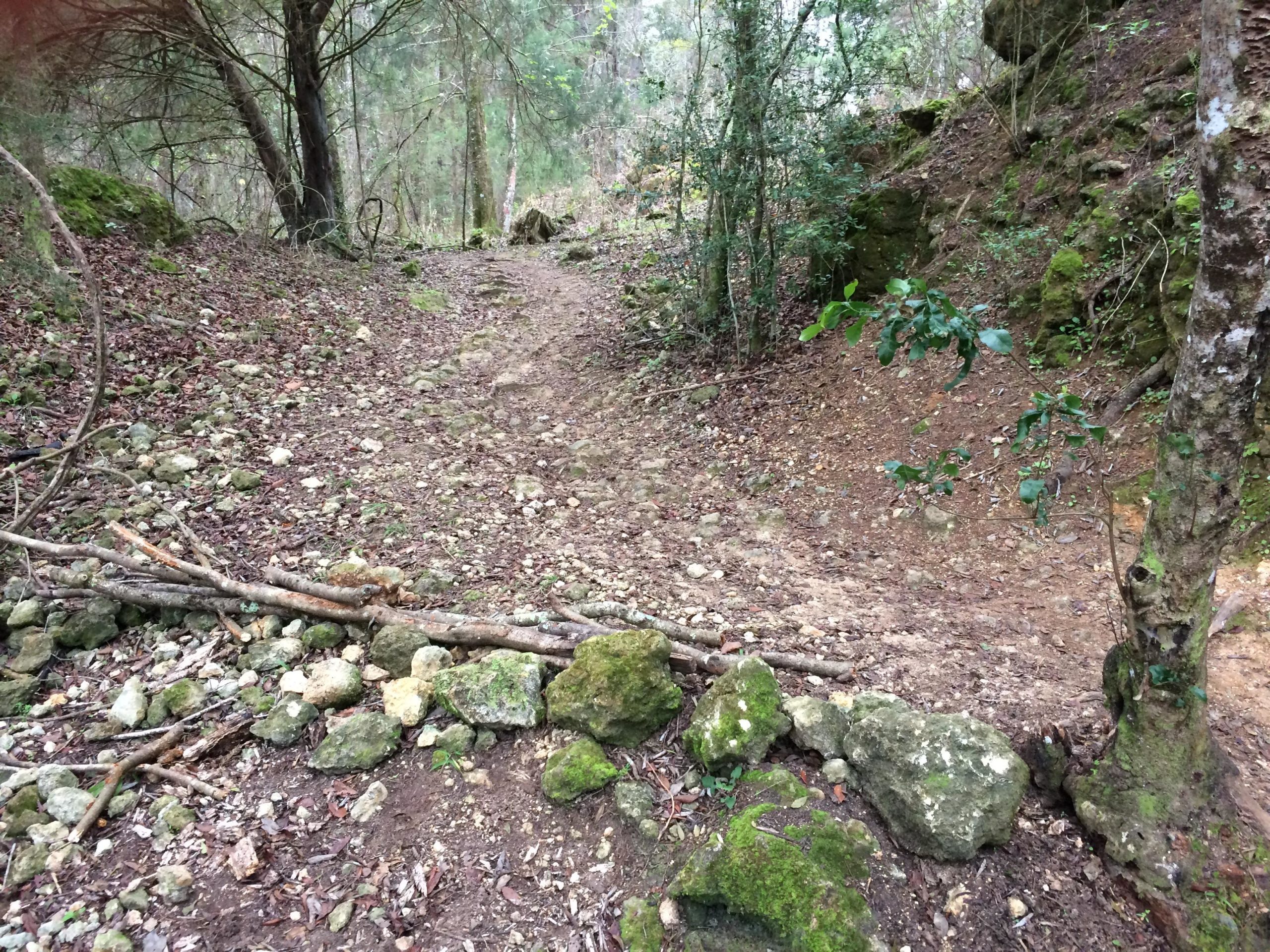 A narrow, winding path through a forested area, surrounded by trees and rocky terrain. The ground is covered with leaves and small stones, with a few fallen branches scattered along the trail. The setting appears natural and undisturbed, suggesting a tranquil wilderness environment. Anthill mountain bike trail.