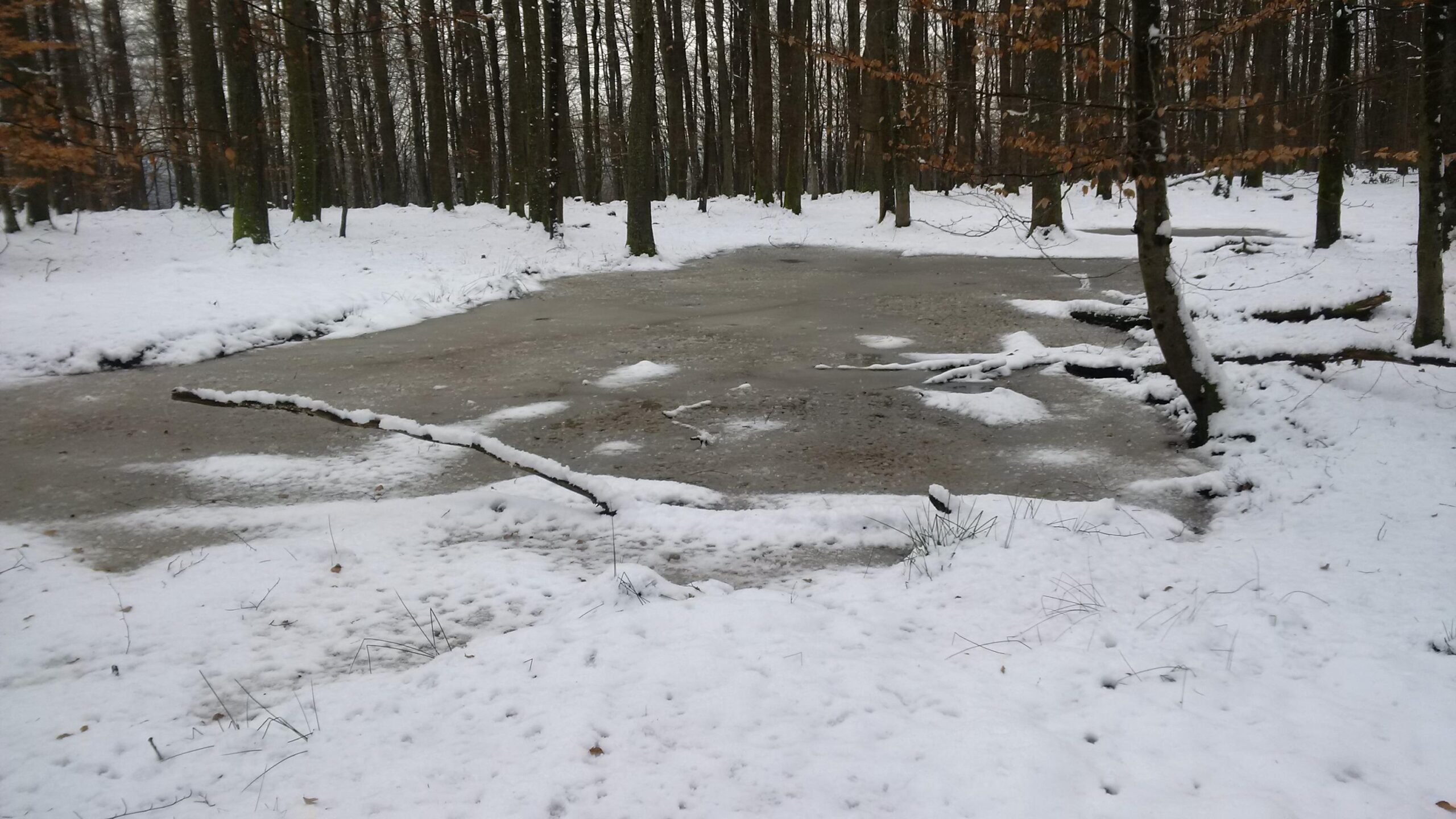 A snowy forest scene featuring a partially frozen pond. The ground is covered with a layer of snow, and several trees with bare branches surround the pond. A few sticks are visible in the water, and remnants of vegetation can be seen poking through the snow. The atmosphere is calm and serene, reflecting a winter landscape. Technikparcours mountain bike trail.