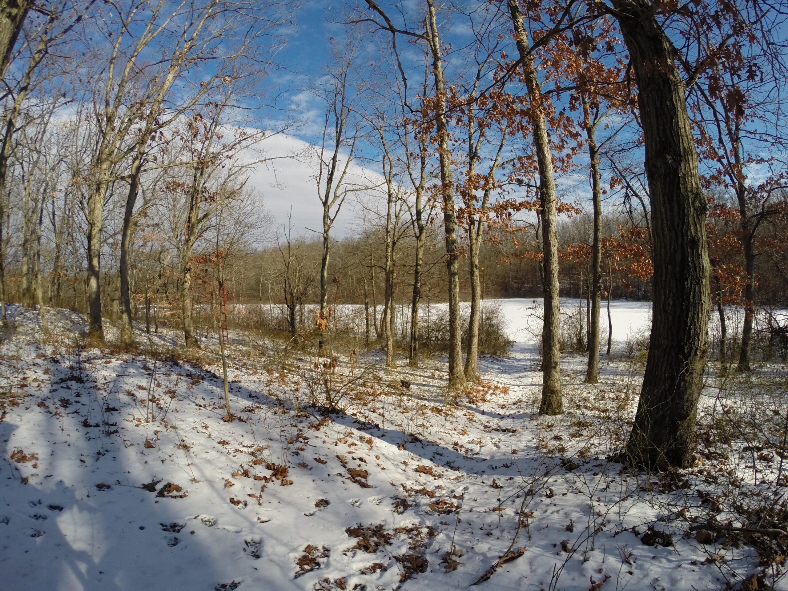 A winter landscape featuring a snowy forest with bare trees and scattered leaves. Sunlight filters through the branches, illuminating the snow-covered ground, while a frozen lake is visible in the background under a clear blue sky. Long Pond mountain bike trail.