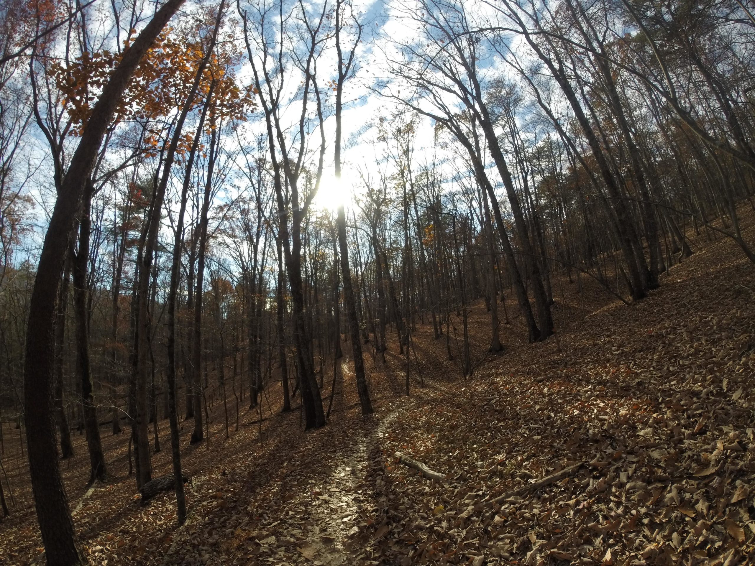 A serene forest scene captures tall, bare trees with a few remaining autumn leaves scattered on the ground. Sunlight filters through the branches, casting gentle shadows on a winding dirt path covered in fallen leaves. The sky is partly cloudy, enhancing the peaceful ambiance of the woods in late fall. Carvin's Cove Trail system mountain bike trail.