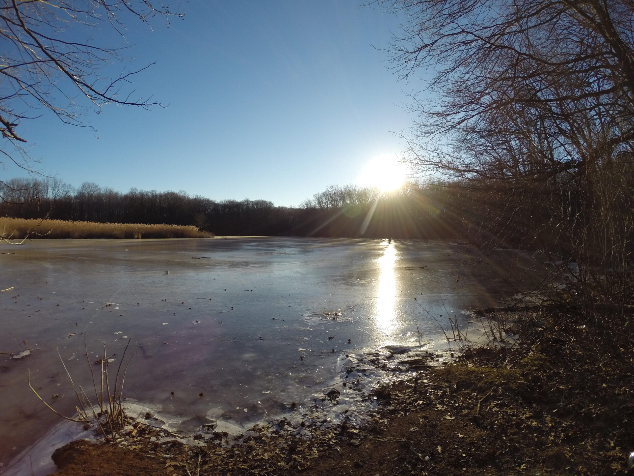 A serene winter scene depicting a frozen lake surrounded by bare trees and tall grasses. The sun is setting in the background, casting a warm glow on the icy water and creating a reflection. The clear blue sky and the peaceful atmosphere evoke a sense of tranquility in nature. Wolfes Pond park mountain bike trail.