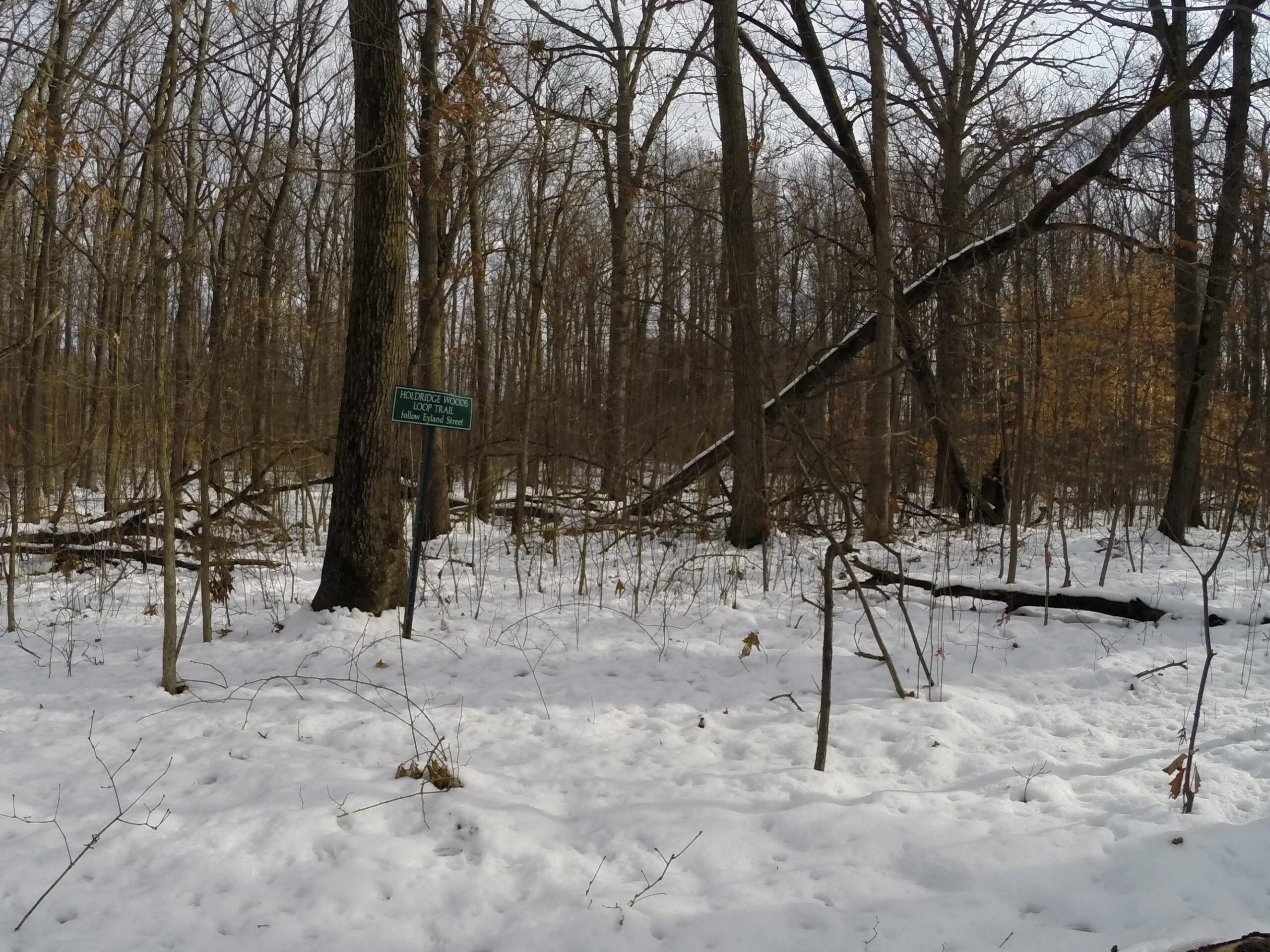 A snowy forest scene with bare trees in winter. A green sign on a tree reads "Hollowridge Woods Loop Trail" with the addition of "Yellow Eland Street." The ground is covered in snow, with some fallen branches and underbrush visible in the background. Trails seperated by streets mountain bike trail.