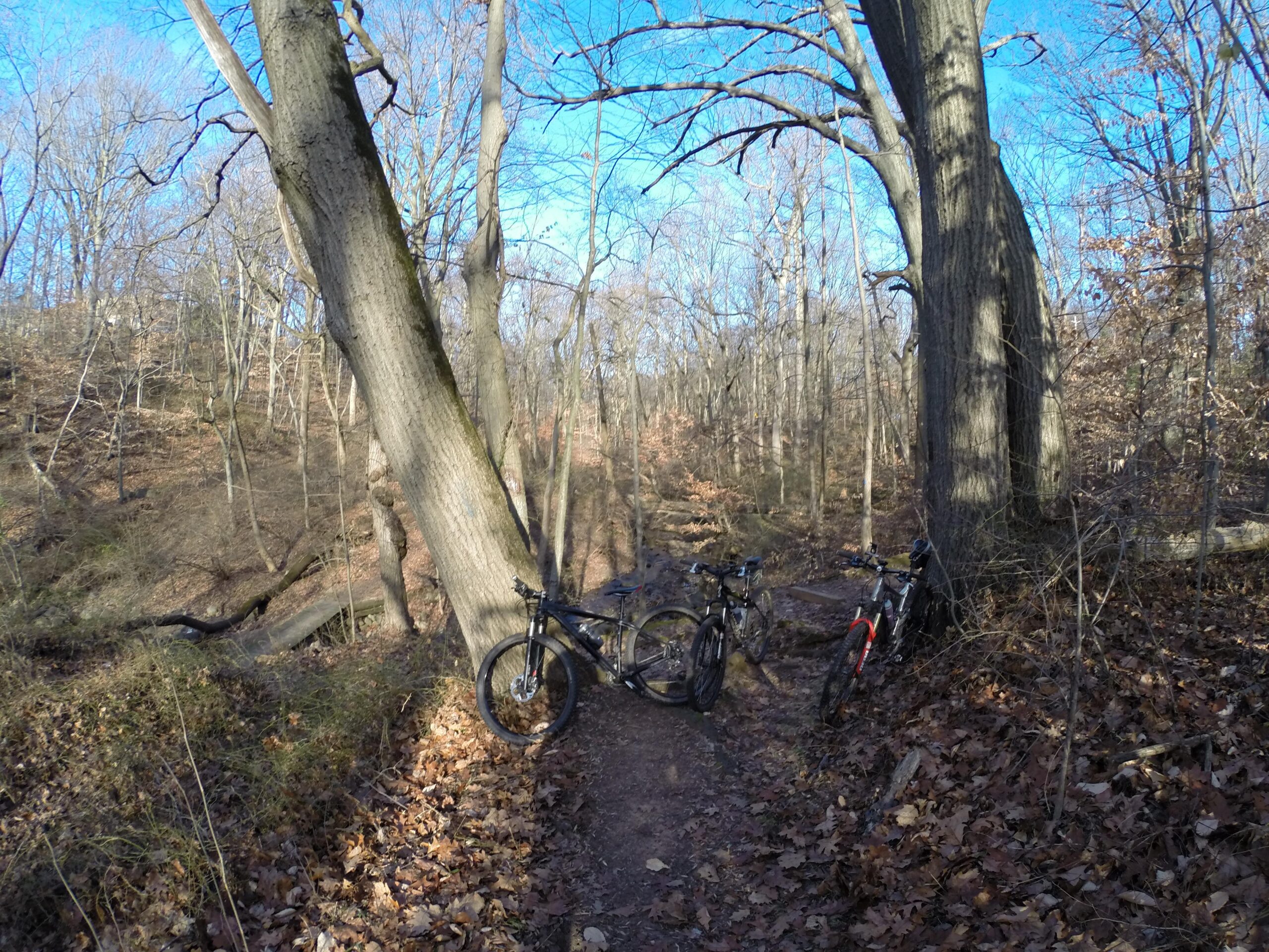 Two mountain bikes rest against large trees along a dirt path in a wooded area. The ground is covered with fallen leaves, and the trees are bare, indicating a late autumn or early winter setting. A clear blue sky is visible in the background. Richmond Avenue and Forest Hill road mountain bike trail.