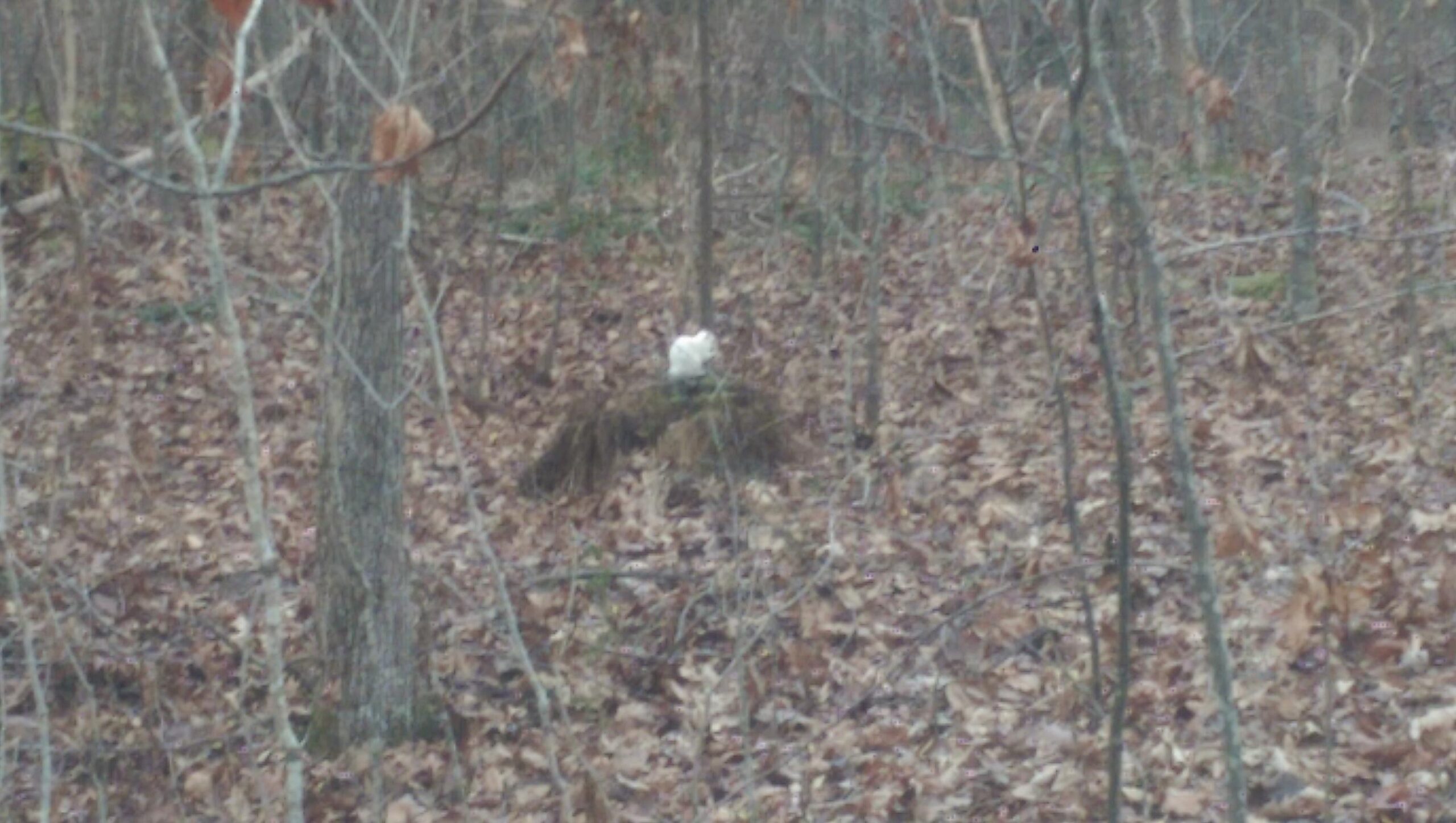 A small white object sits atop a mossy mound in a forested area with leaf-covered ground and scattered trees in the background. Sherman Branch Park Mtb Trail mountain bike trail.