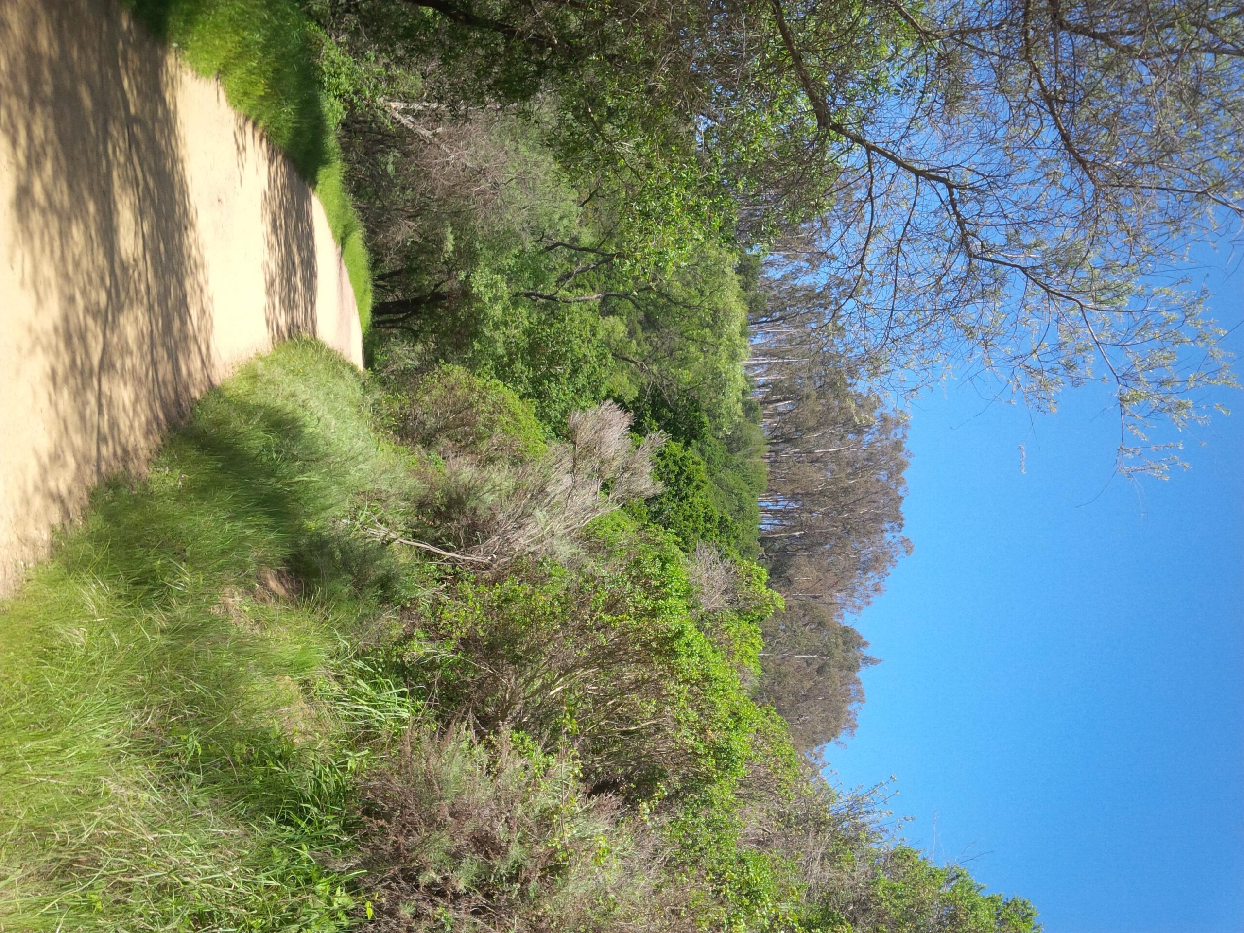 A winding dirt path surrounded by lush greenery and bushes, leading through a vibrant landscape under a clear blue sky. Anthony Chabot Regional Park mountain bike trail.