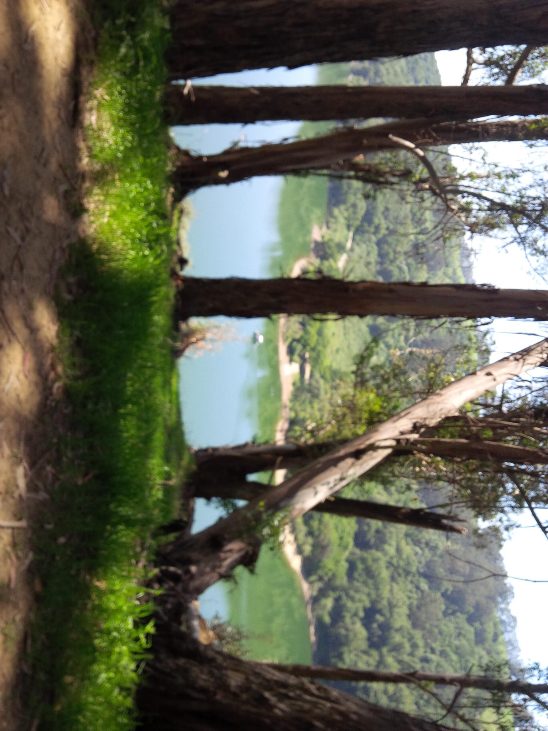A serene lakeside scene featuring tall trees with green foliage on the left, framing a calm, reflective body of water. The backdrop includes lush greenery and a gentle slope leading to a sandy shoreline, under a clear blue sky. Anthony Chabot Regional Park mountain bike trail.
