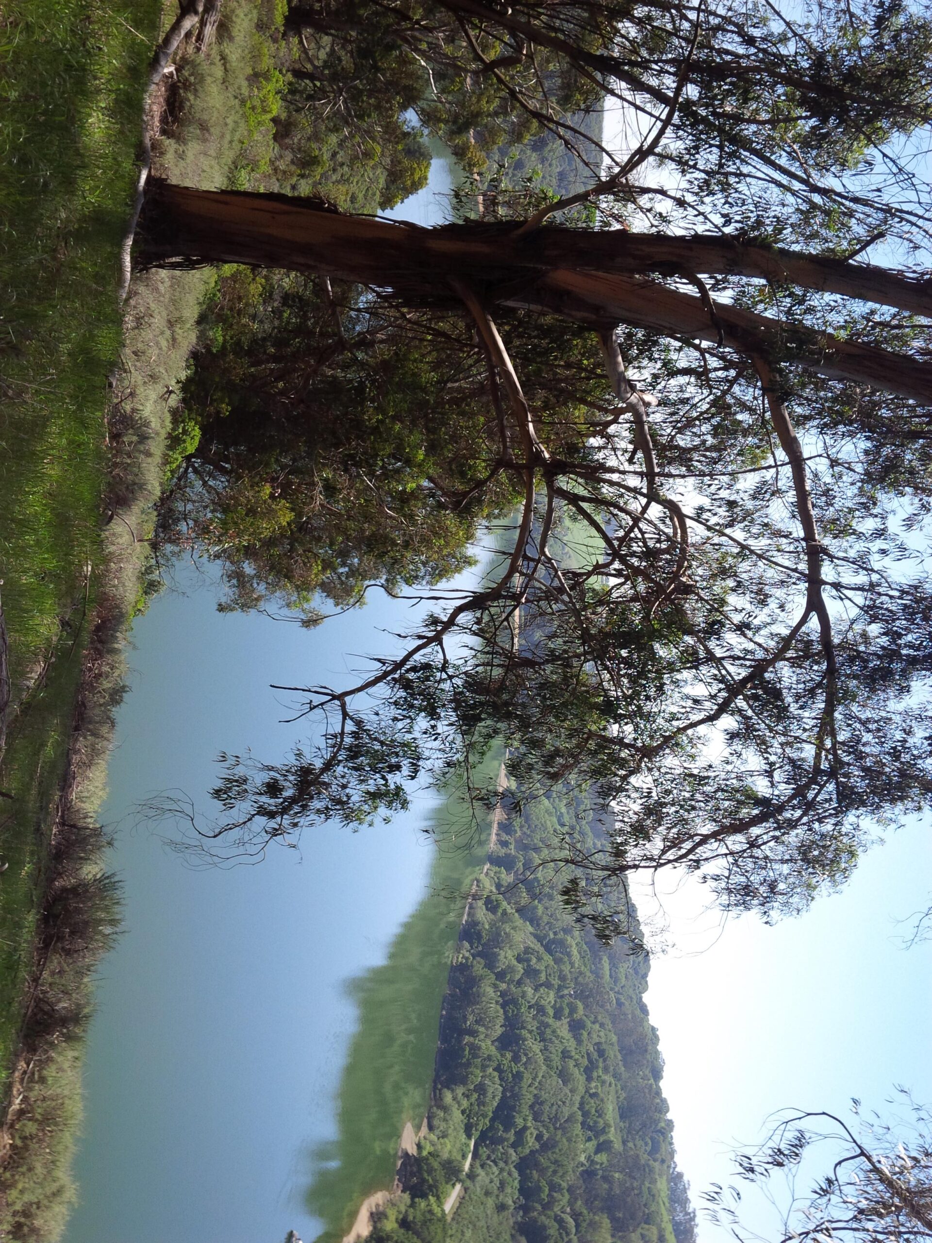 A serene landscape featuring a calm body of water surrounded by lush greenery and trees. The tranquil scene reflects a blue sky and hints of distant hills, creating a peaceful natural environment. Anthony Chabot Regional Park mountain bike trail.